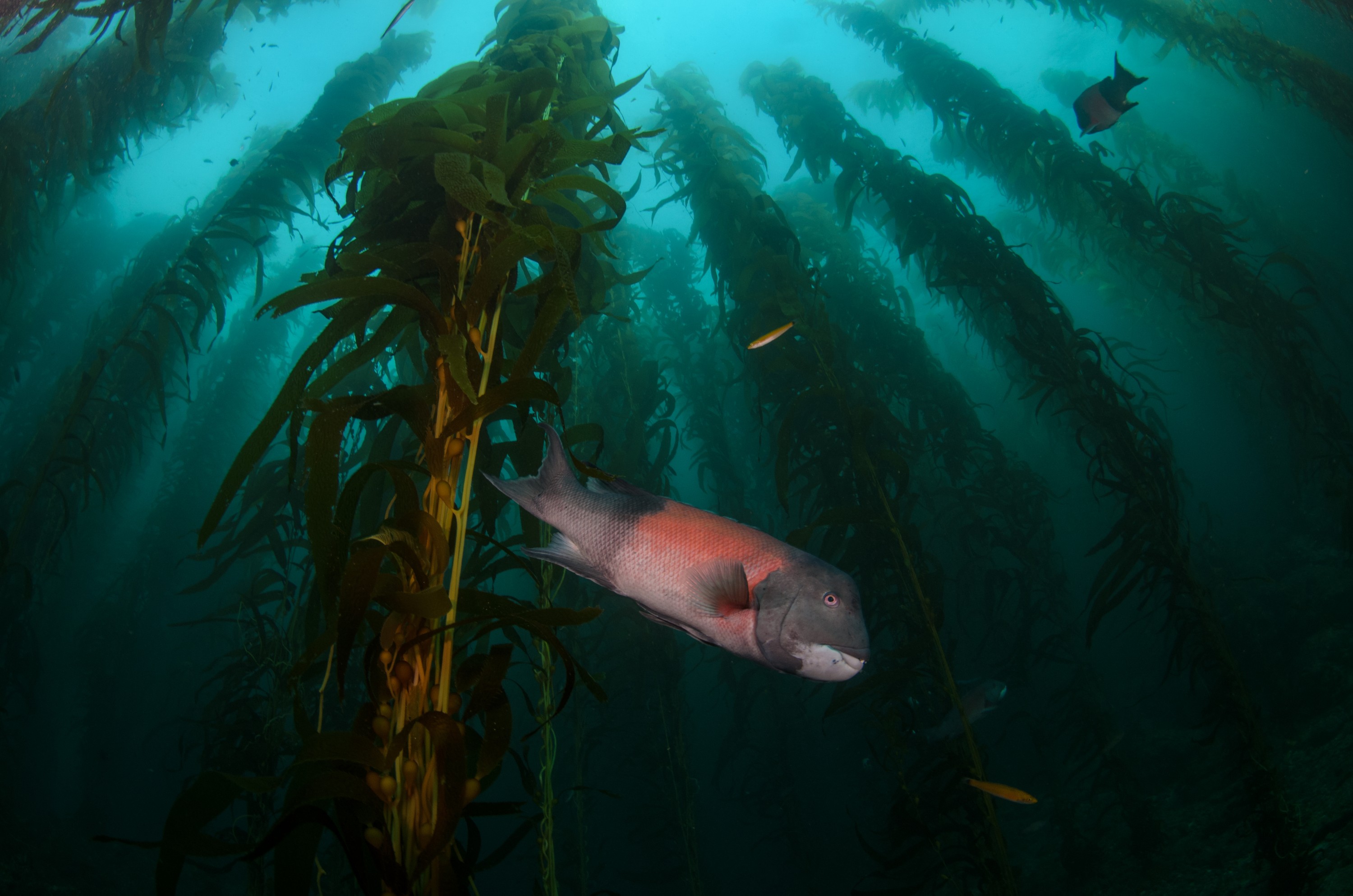DSC_8810 – 2016, America, Channel, Crispin, Islands, Semicossyphus, September, U.S.A., USA, california, forest, head, kelp, pulcher, seacology, seacologynz.com, sheep, sheephead, wrasse