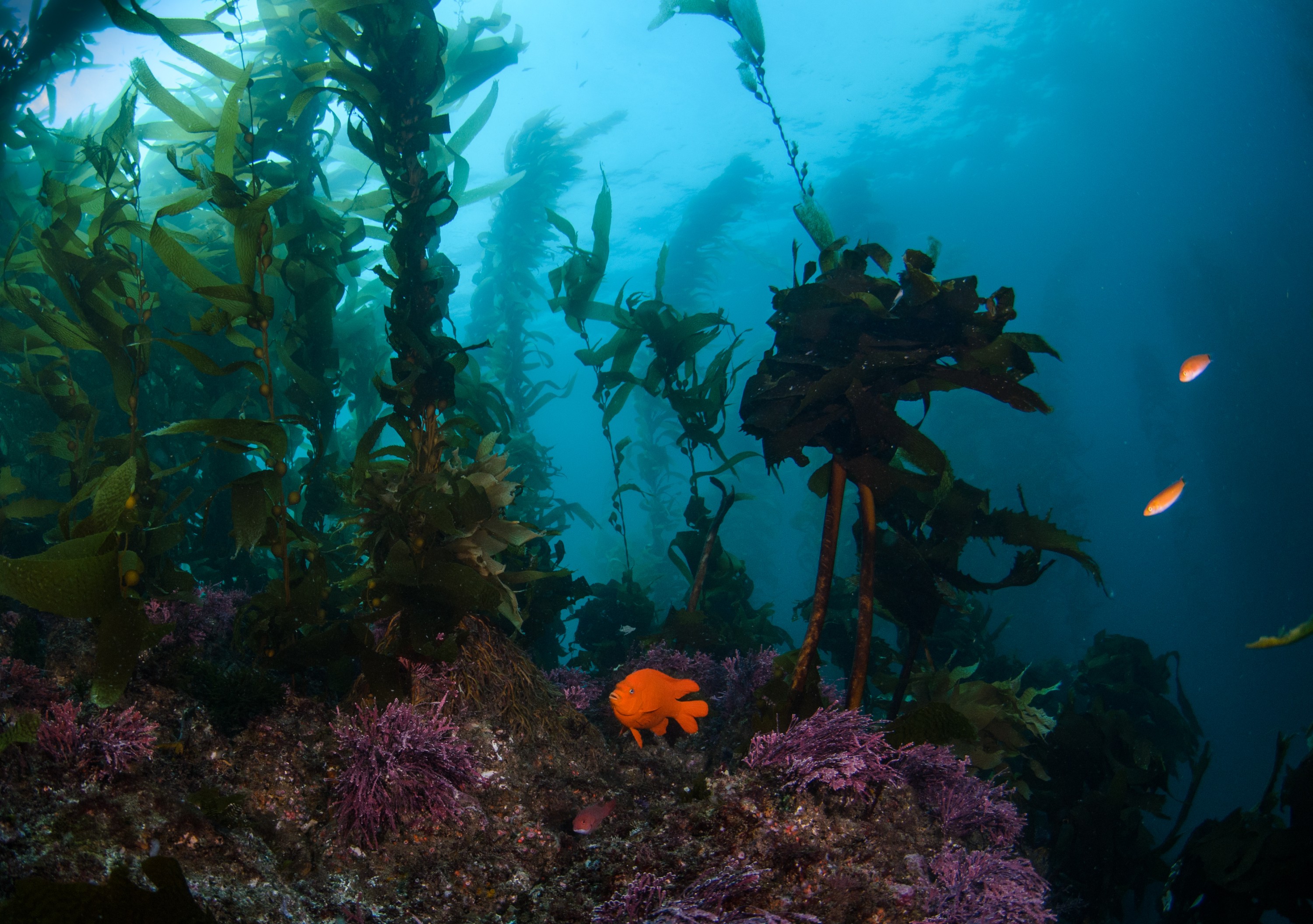 DSC_8822 – 2016, America, Channel, Crispin, Garibaldi, Hydrocoral, Hypsypops, Islands, Peace, September, U.S.A., USA, california, damselfish, forest, kelp, rubicundus, seacology, seacologynz.com