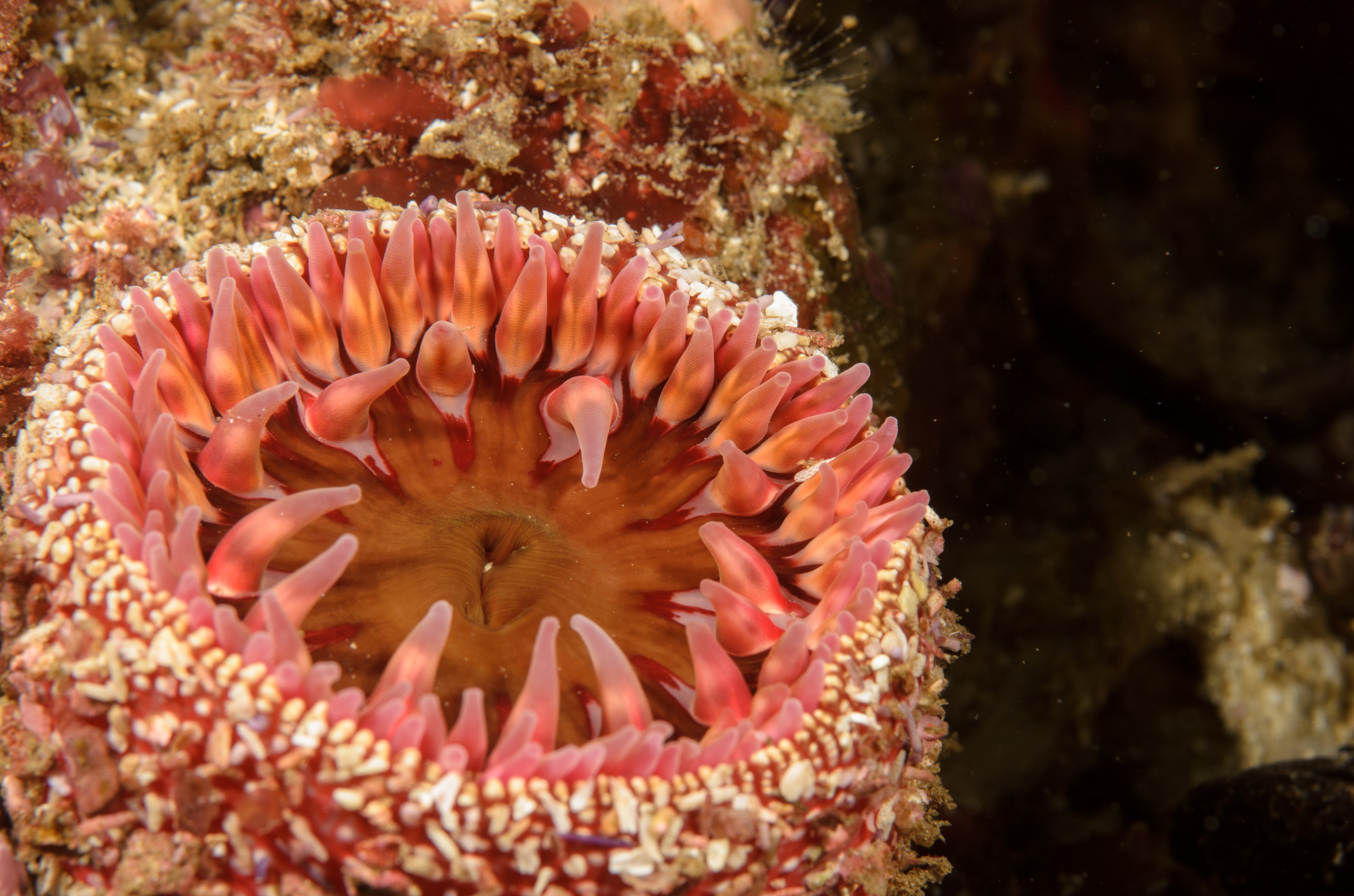 DSC_9029 – 2016, America, Channel, Crispin, Islands, September, U.S.A., USA, california, seacology, seacologynz.com