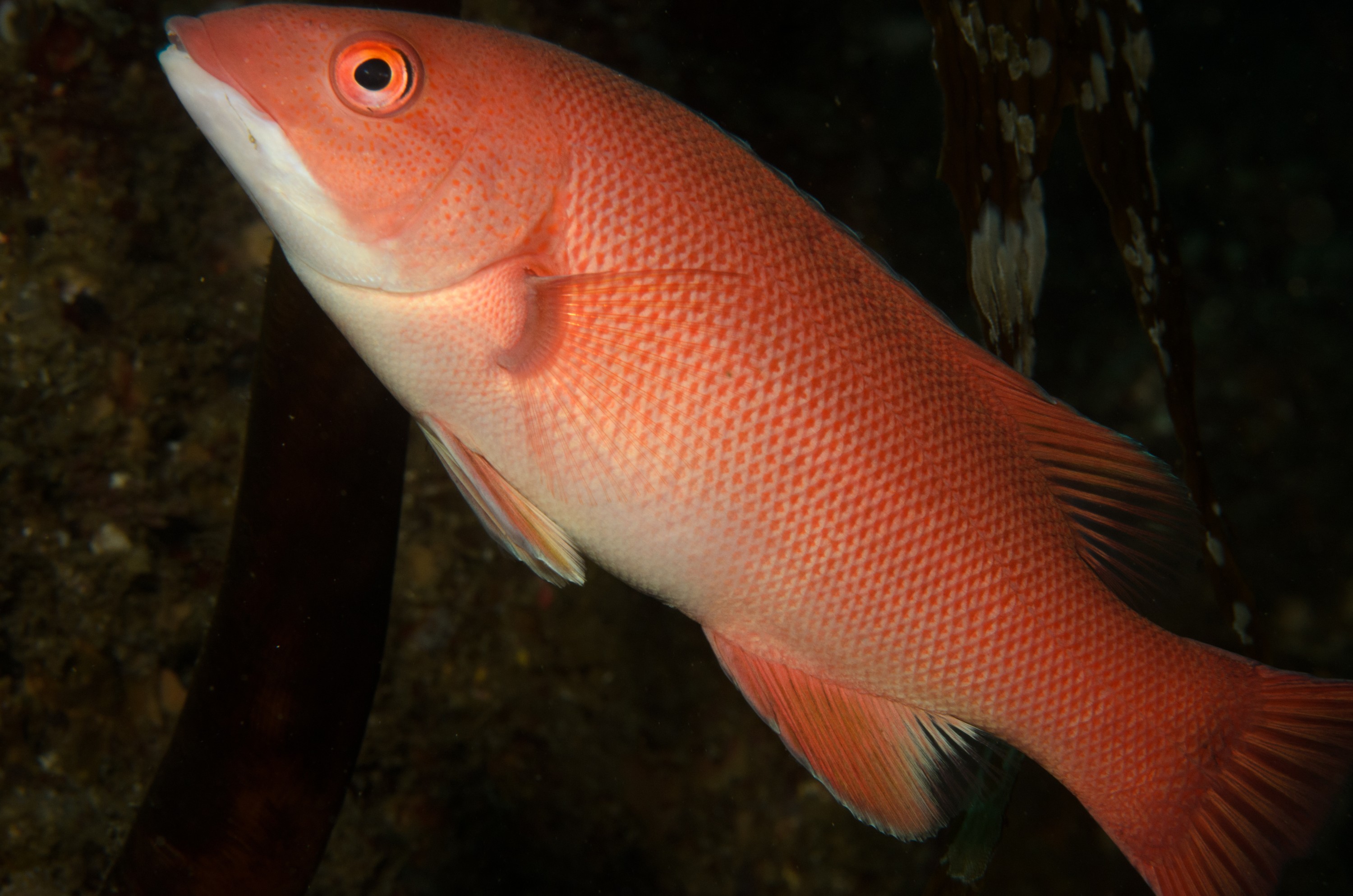 DSC_9032 – 2016, America, Channel, Crispin, Islands, Semicossyphus, September, U.S.A., USA, california, head, pulcher, seacology, seacologynz.com, sheep, sheephead, wrasse
