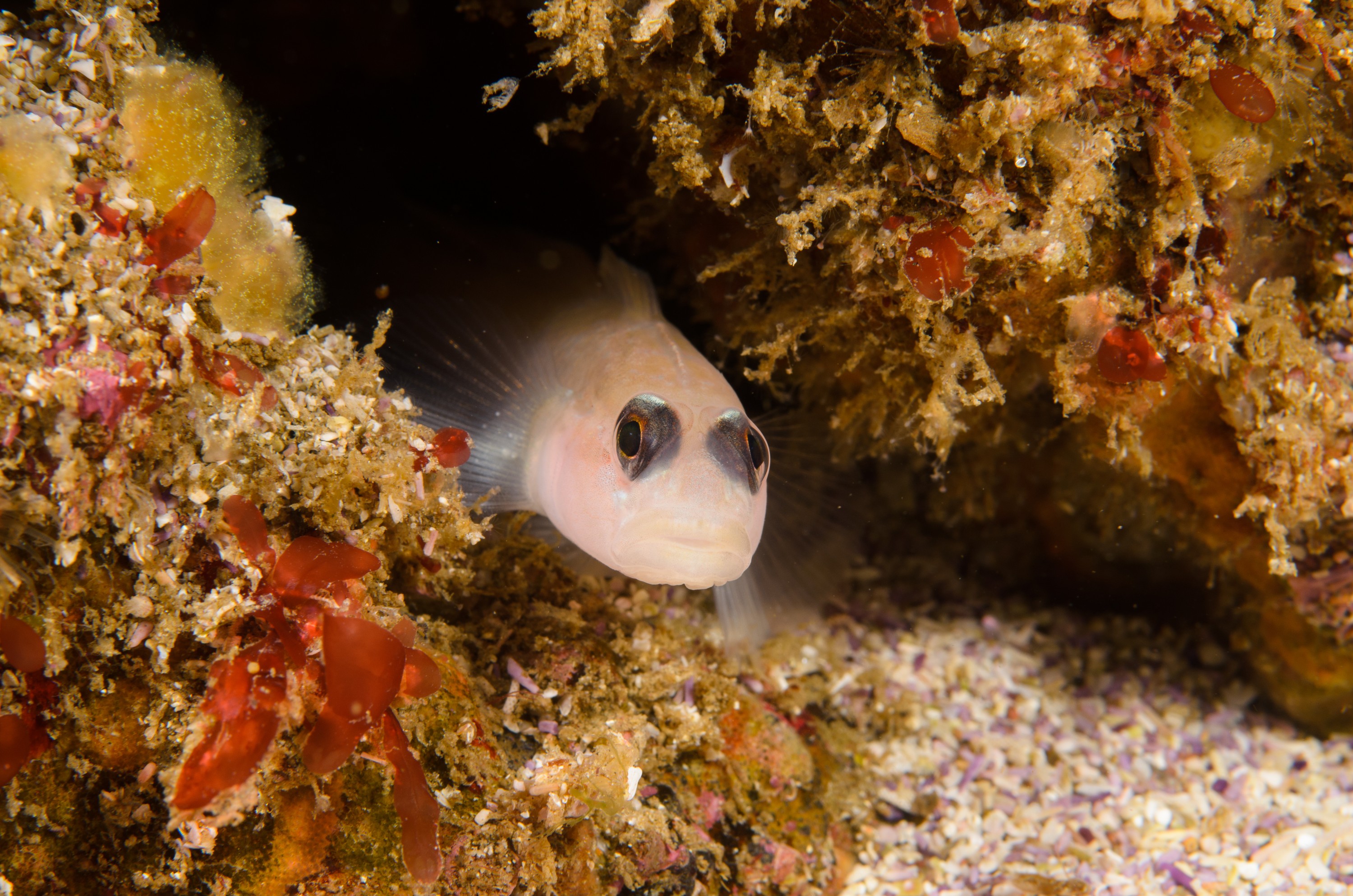 DSC_9035 – 2016, America, Channel, Crispin, Islands, Rhinogobiops, September, U.S.A., USA, black, blackeye, california, eye, goby, nicholsii, seacology, seacologynz.com