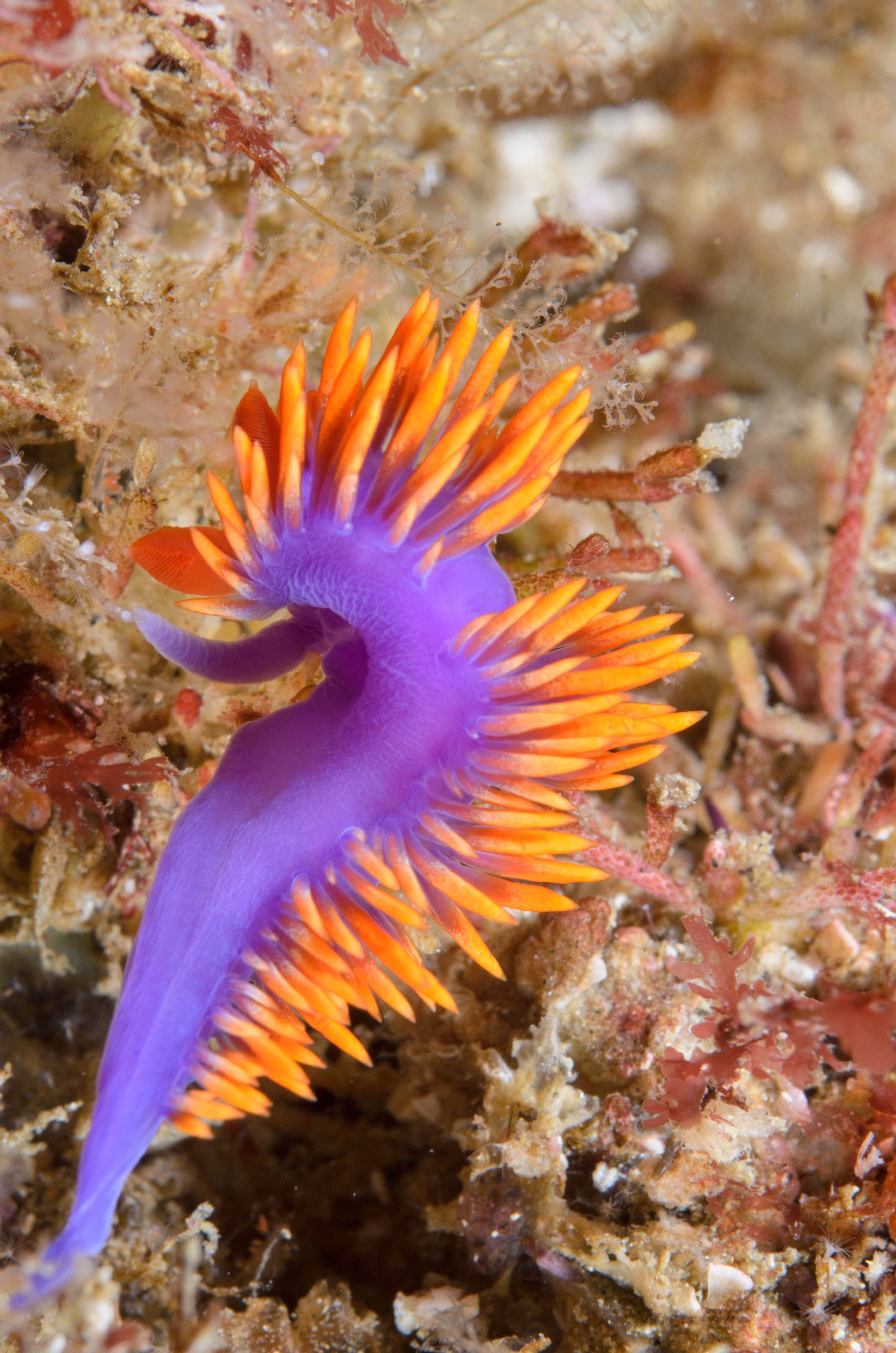 DSC_9039 – 2016, America, Channel, Crispin, Flabellina, Islands, September, Spanish, U.S.A., USA, california, iodinea, nudibranch, seacology, seacologynz.com, seaslug, shawl, slug