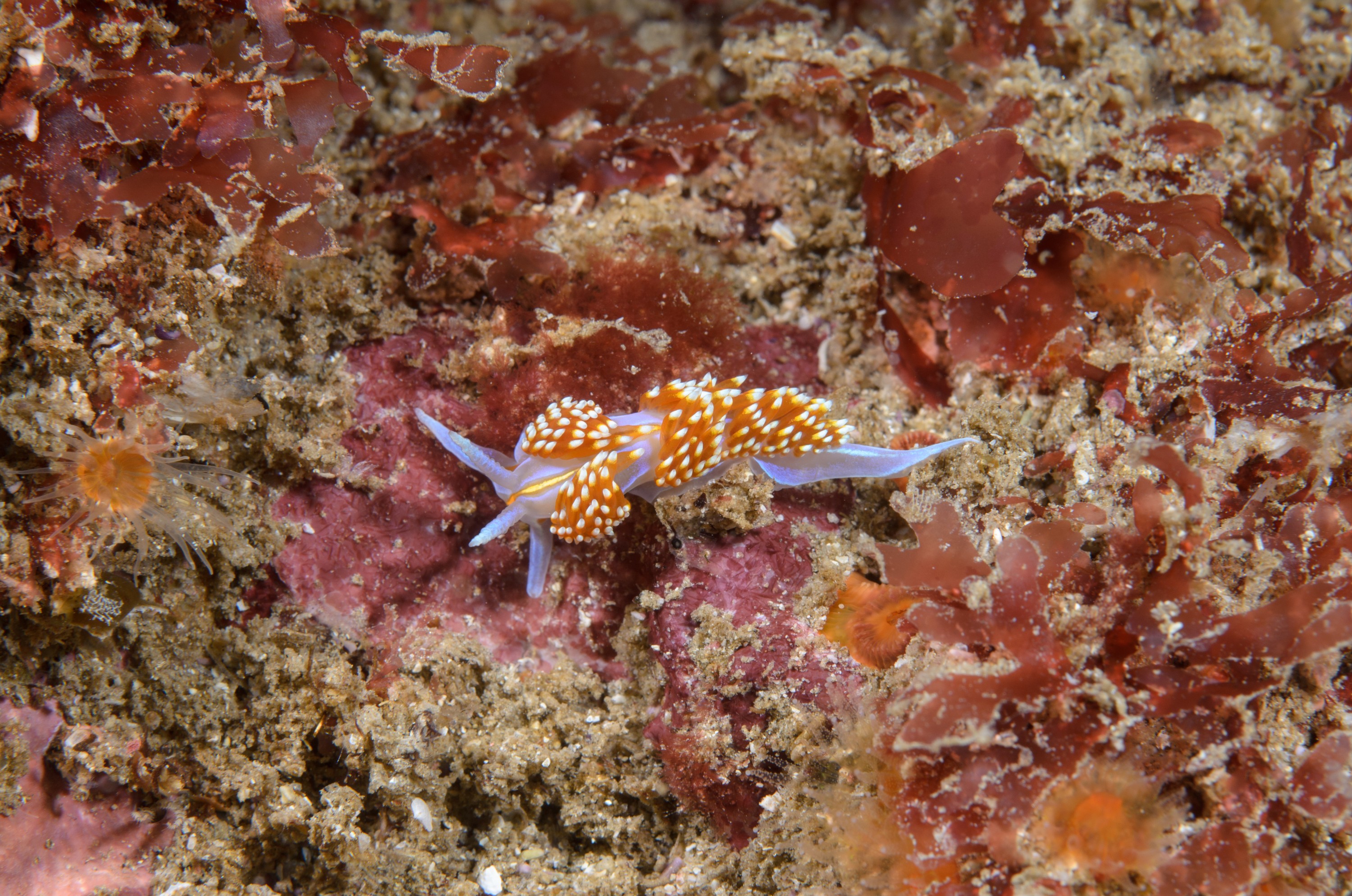 DSC_9054 – 2016, America, Channel, Crispin, Hermissenda, Islands, September, U.S.A., USA, california, nudibranch, opalescens, seacology, seacologynz.com, seaslug, slug
