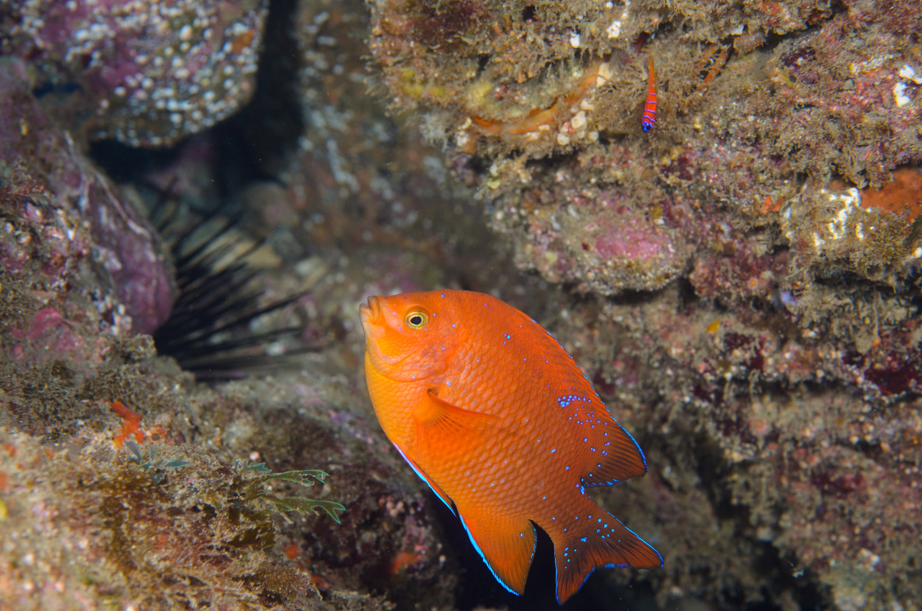 DSC_9113 – 2016, America, Channel, Crispin, Garibaldi, Hypsypops, Islands, Peace, September, U.S.A., USA, california, damselfish, rubicundus, seacology, seacologynz.com