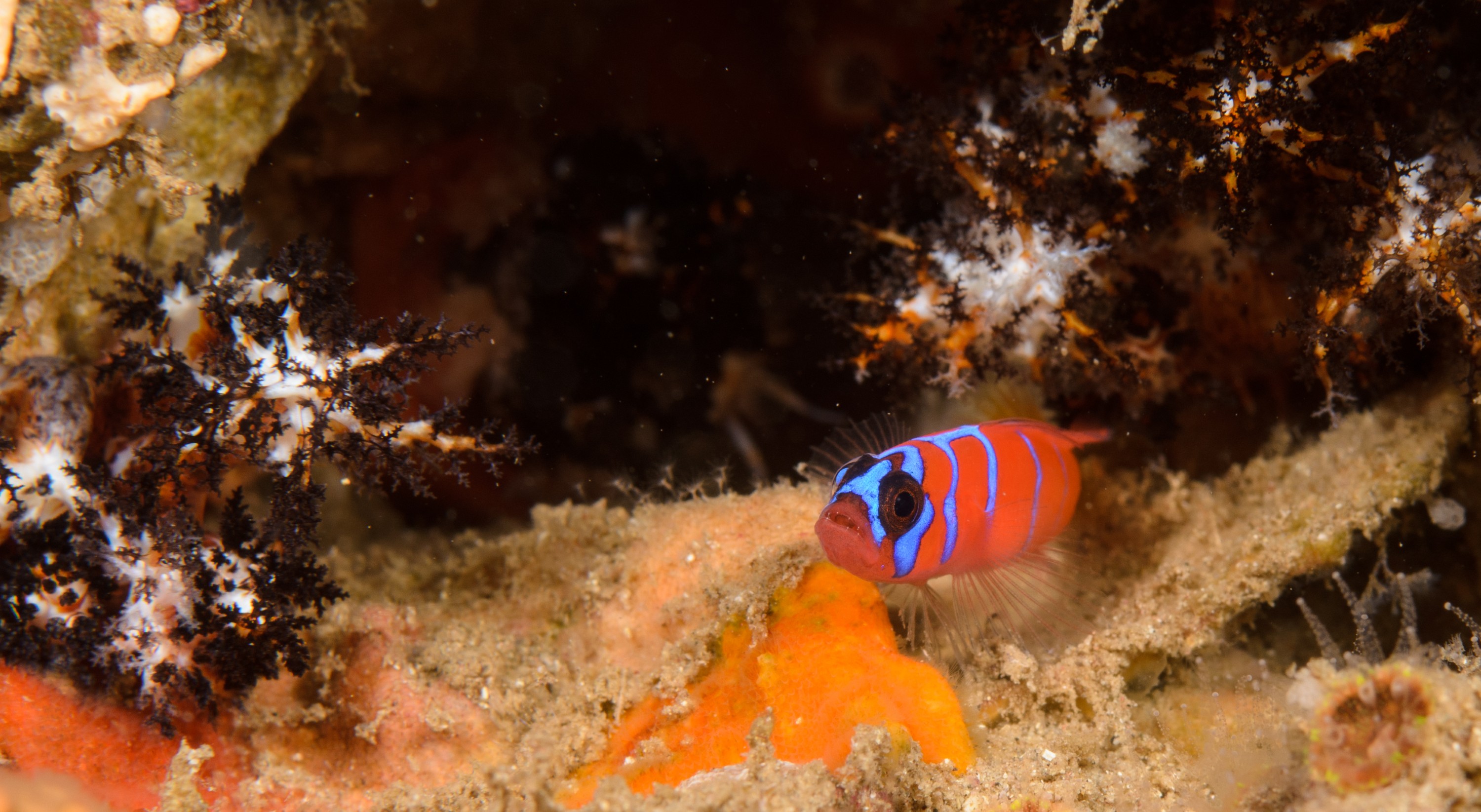 DSC_9161 – 2016, America, Channel, Crispin, Islands, Lythrypnus, September, U.S.A., USA, banded, blue, california, dalli, goby, seacology, seacologynz.com