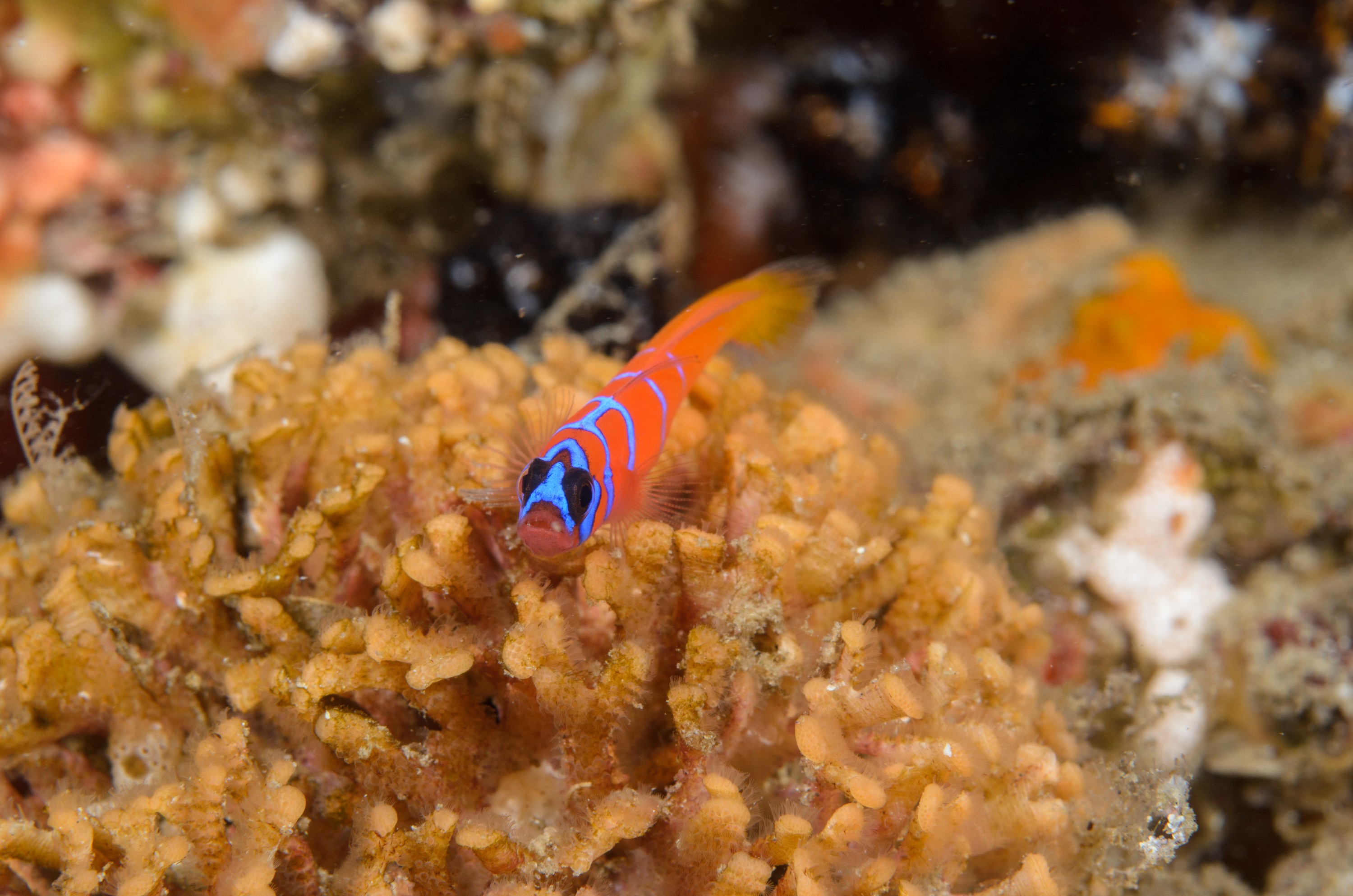 DSC_9172 – 2016, America, Channel, Crispin, Islands, Lythrypnus, September, U.S.A., USA, banded, blue, california, dalli, goby, seacology, seacologynz.com