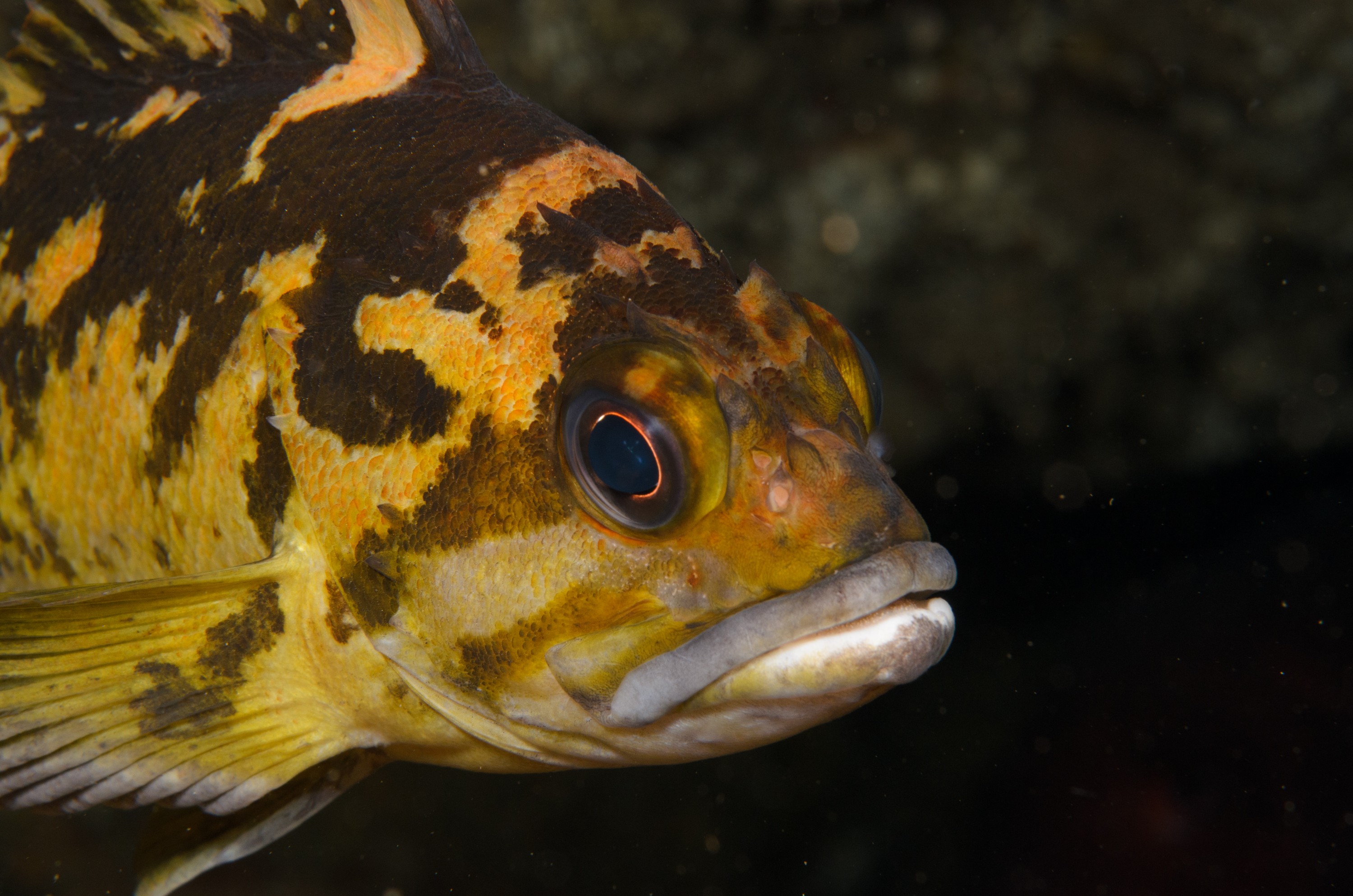 DSC_9234 – 2016, America, Channel, Crispin, Islands, September, U.S.A., USA, california, fish, rock, rockfish, seacology, seacologynz.com