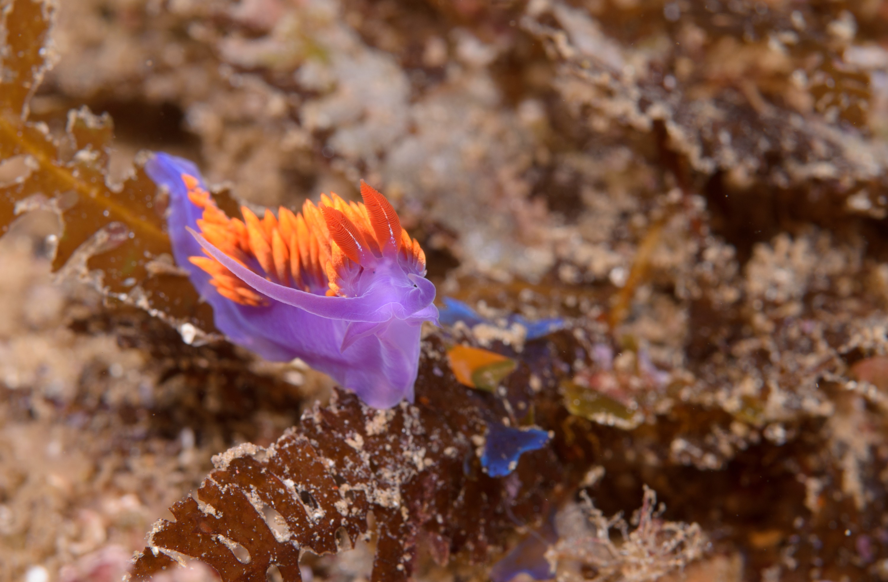 DSC_9237 – 2016, America, Channel, Crispin, Flabellina, Islands, September, Spanish, U.S.A., USA, california, iodinea, nudibranch, seacology, seacologynz.com, seaslug, shawl, slug