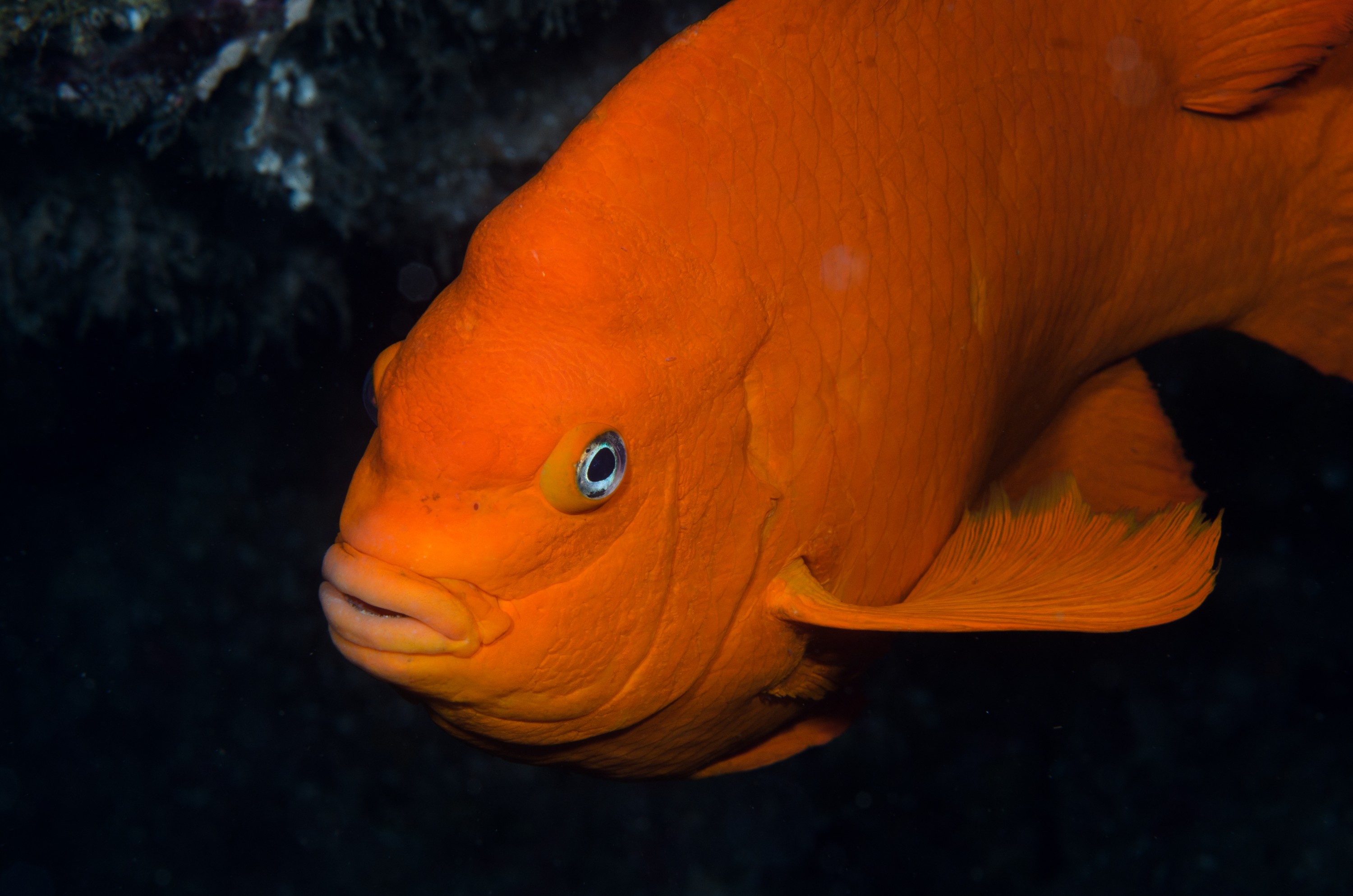 DSC_9263 – 2016, America, Channel, Crispin, Garibaldi, Hypsypops, Islands, Peace, September, U.S.A., USA, california, damselfish, rubicundus, seacology, seacologynz.com
