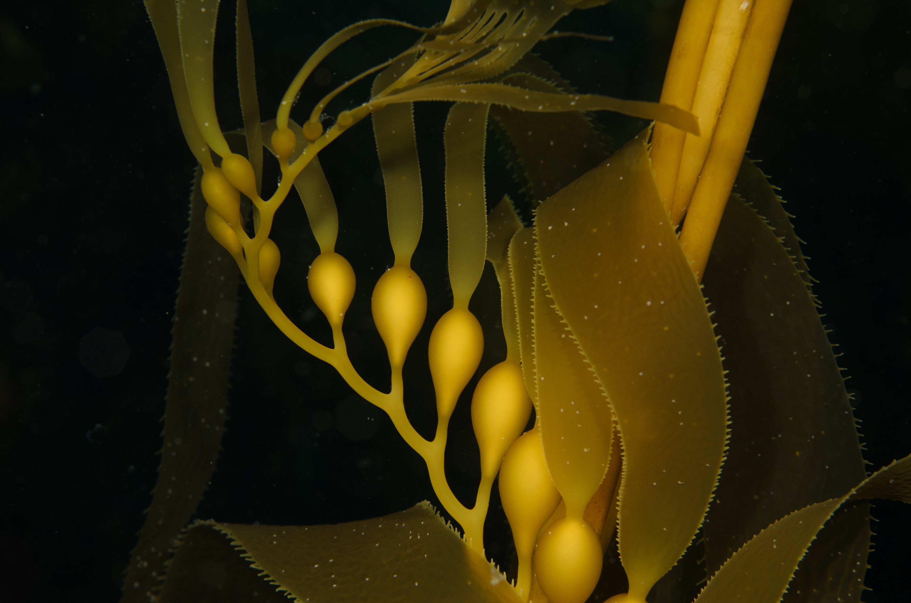 DSC_9272 – 2016, America, Channel, Crispin, Islands, September, U.S.A., USA, california, forest, kelp, seacology, seacologynz.com