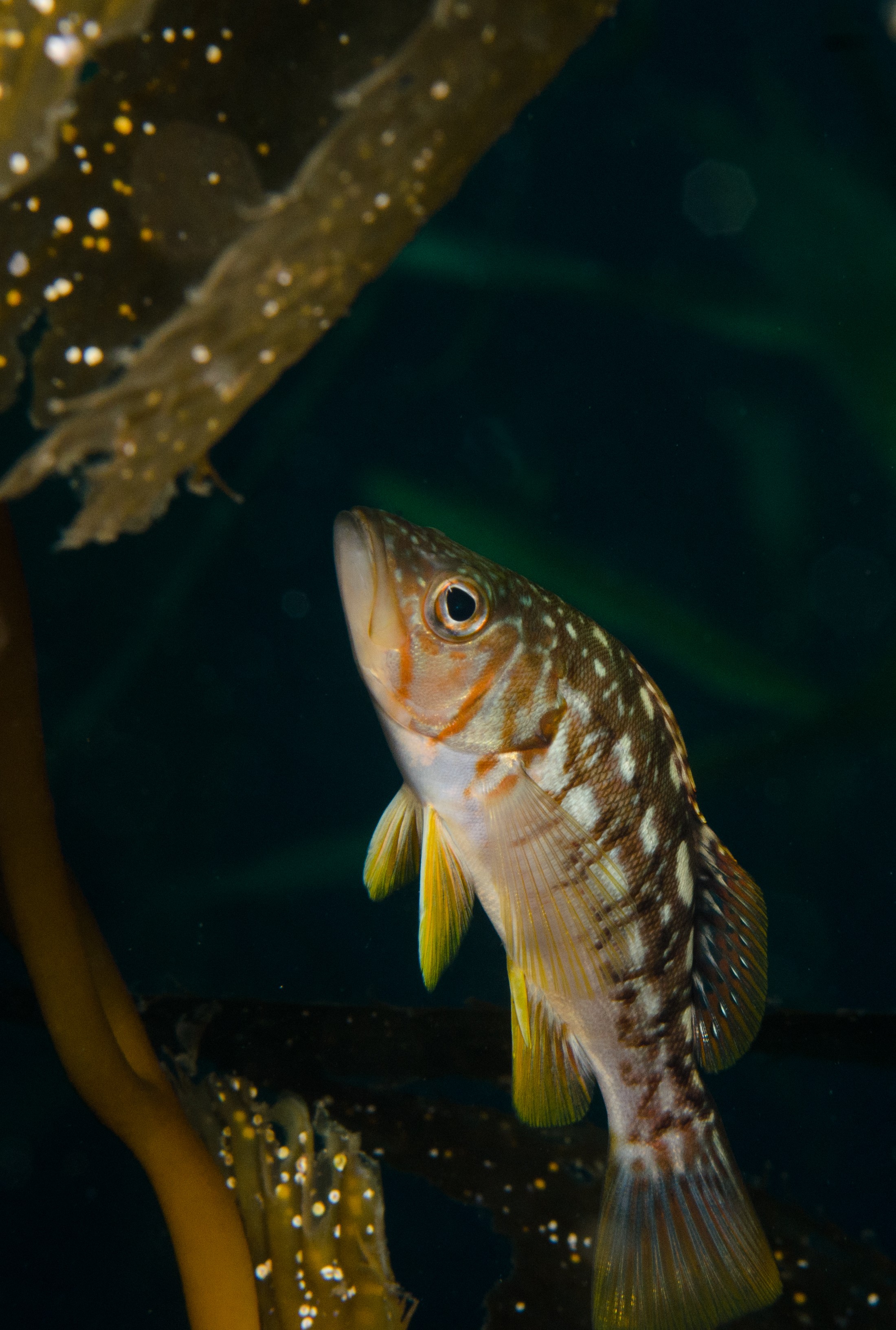 DSC_9277 – 2016, America, Channel, Crispin, Islands, September, U.S.A., USA, california, fish, rock, rockfish, seacology, seacologynz.com