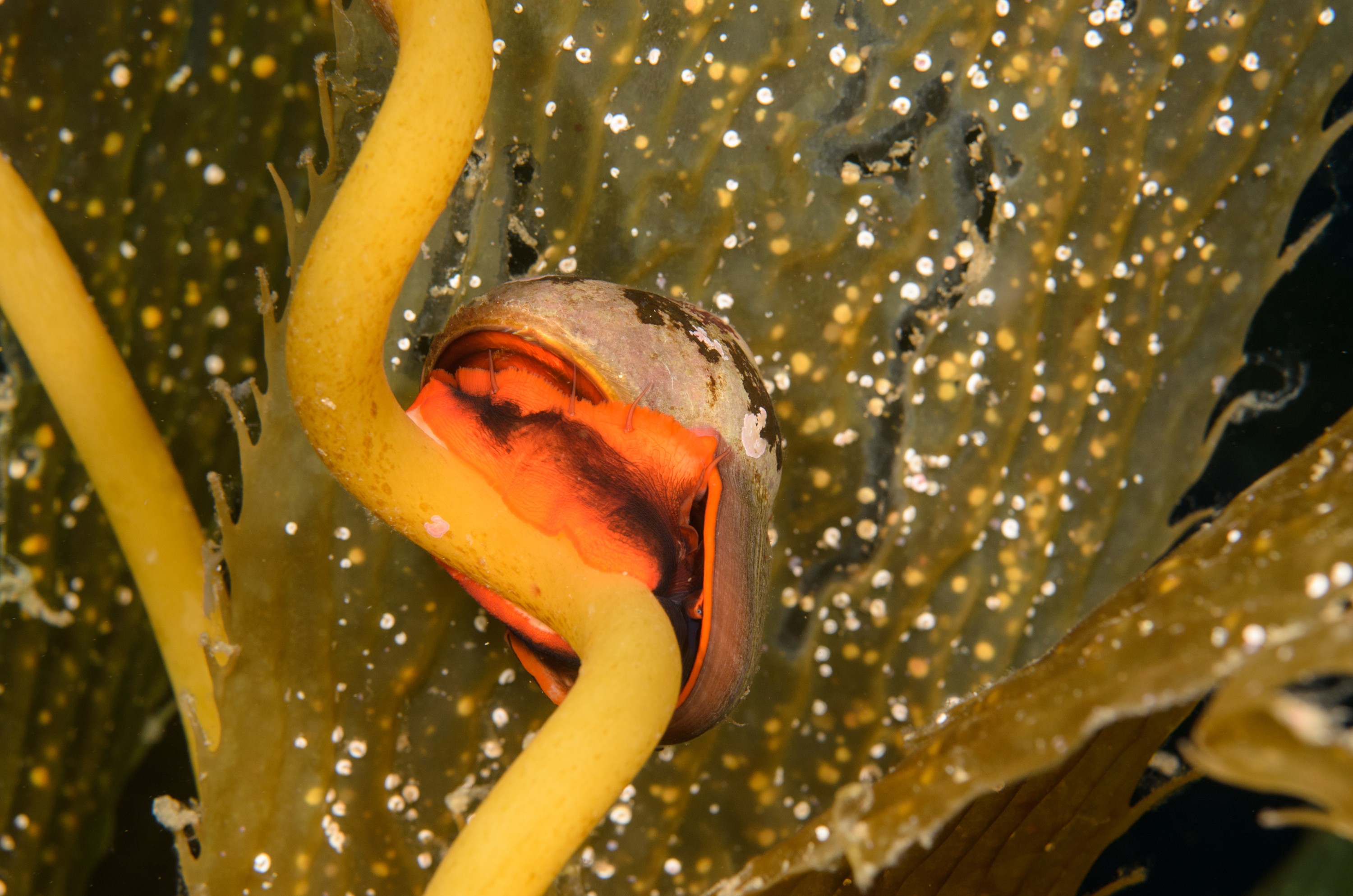 DSC_9281 – 2016, America, Channel, Crispin, Islands, September, U.S.A., USA, california, kelp, seacology, seacologynz.com, whelk
