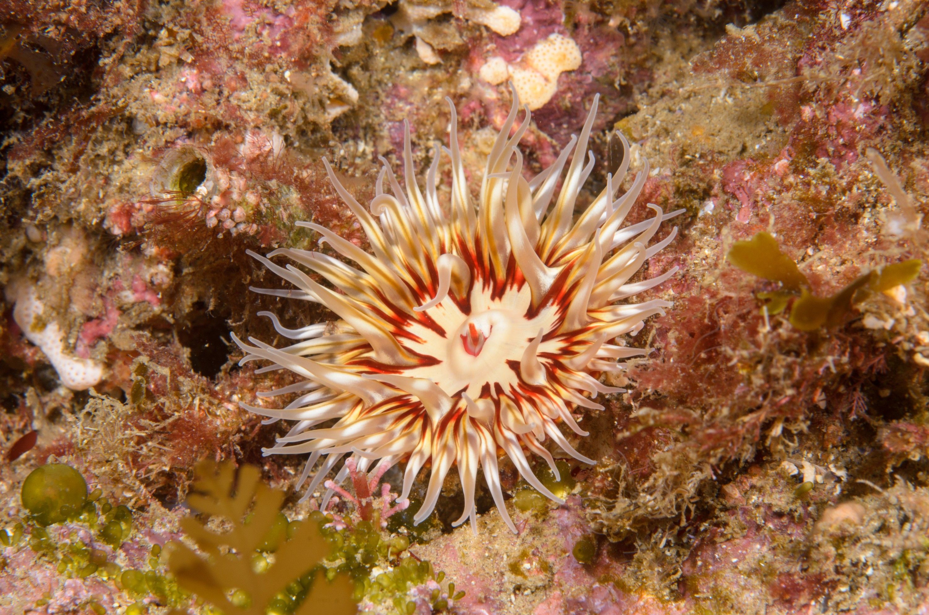 DSC_9310 – 2016, America, Anemone, Channel, Crispin, Islands, September, U.S.A., USA, california, seacology, seacologynz.com, unknown