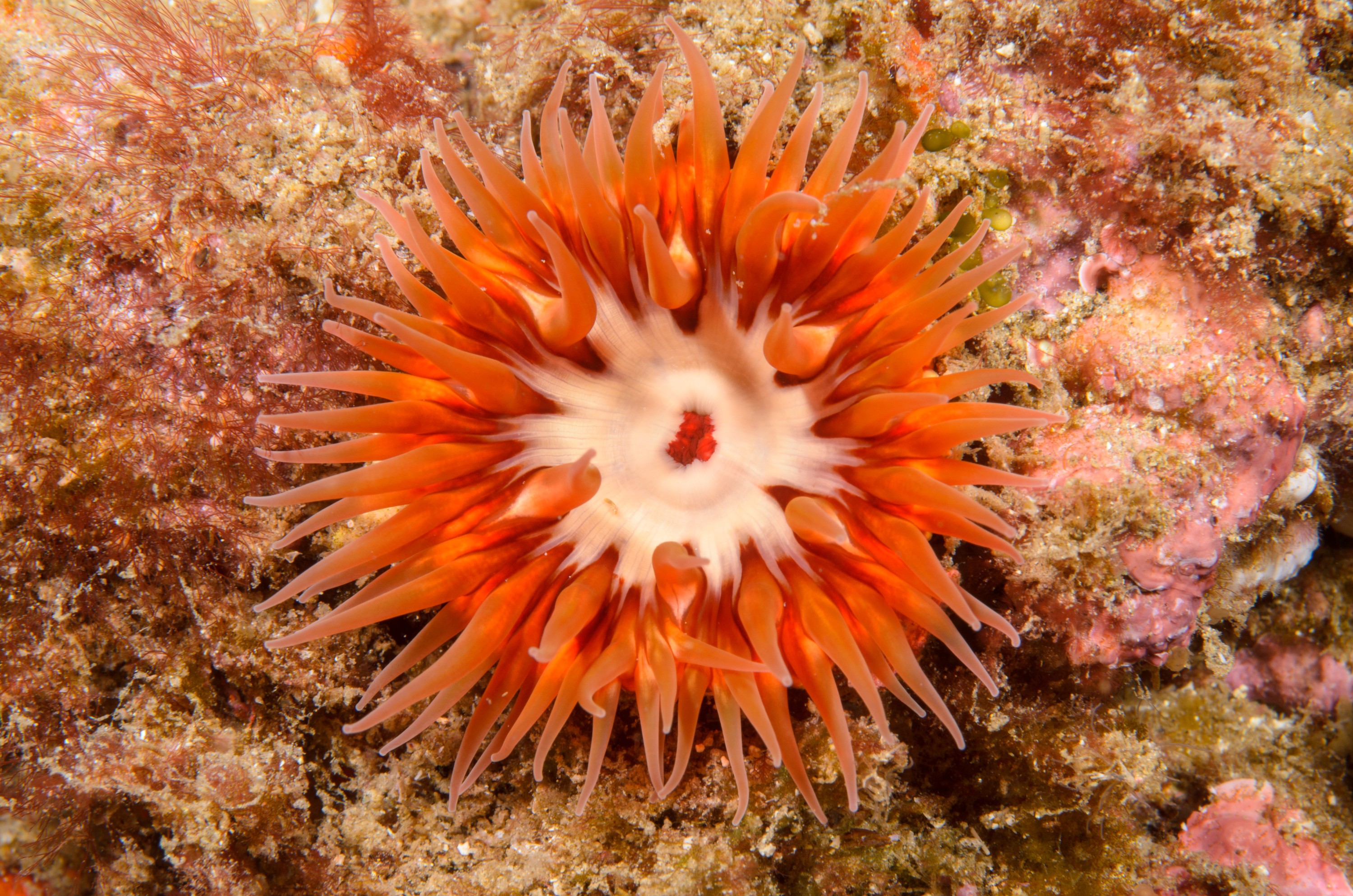 DSC_9313 – 2016, America, Anemone, Channel, Crispin, Islands, September, U.S.A., USA, california, seacology, seacologynz.com, unknown