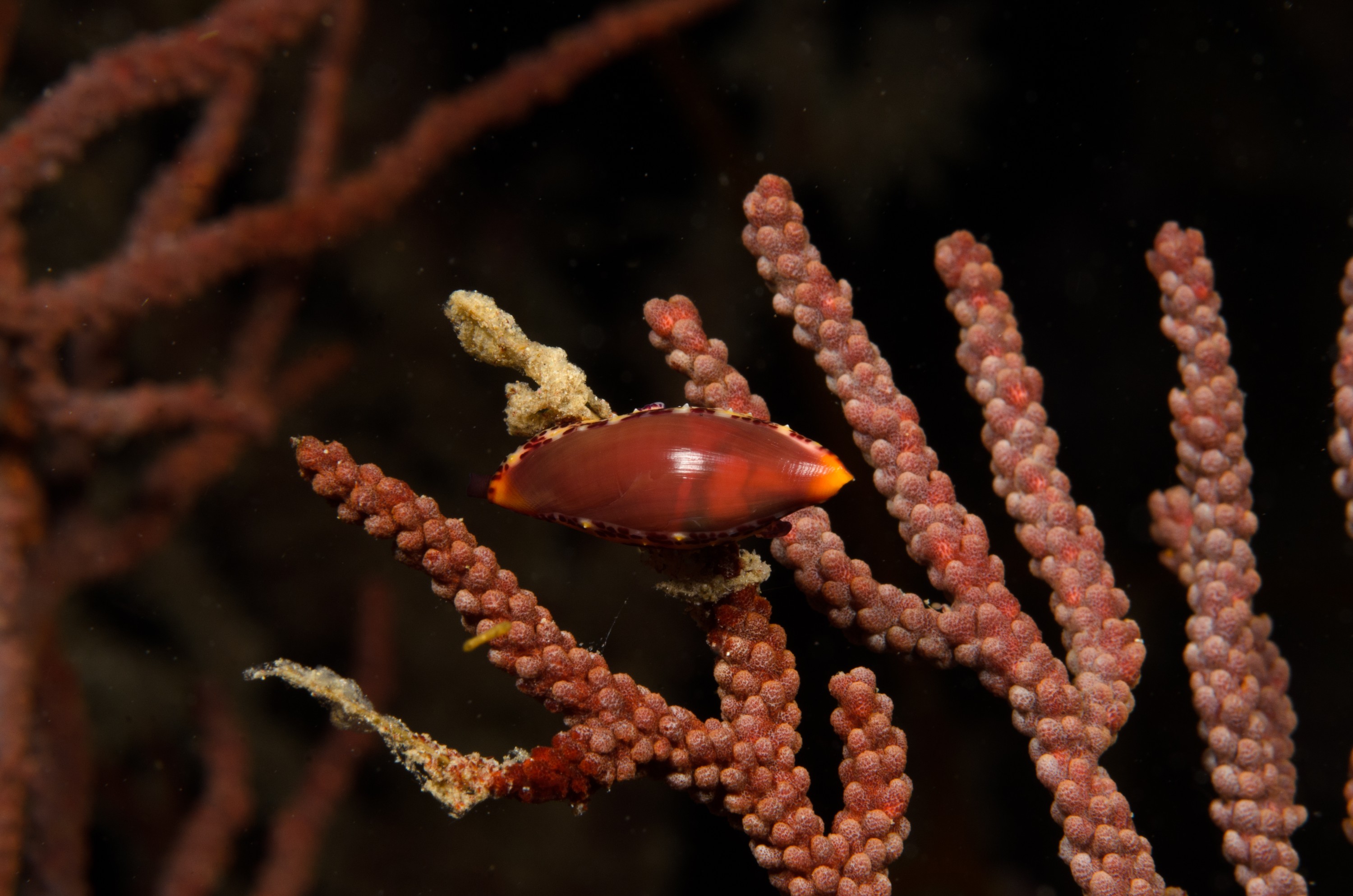 DSC_9344 – 2016, America, Channel, Crispin, Islands, September, Simnia, U.S.A., USA, aequalis, california, seacology, seacologynz.com