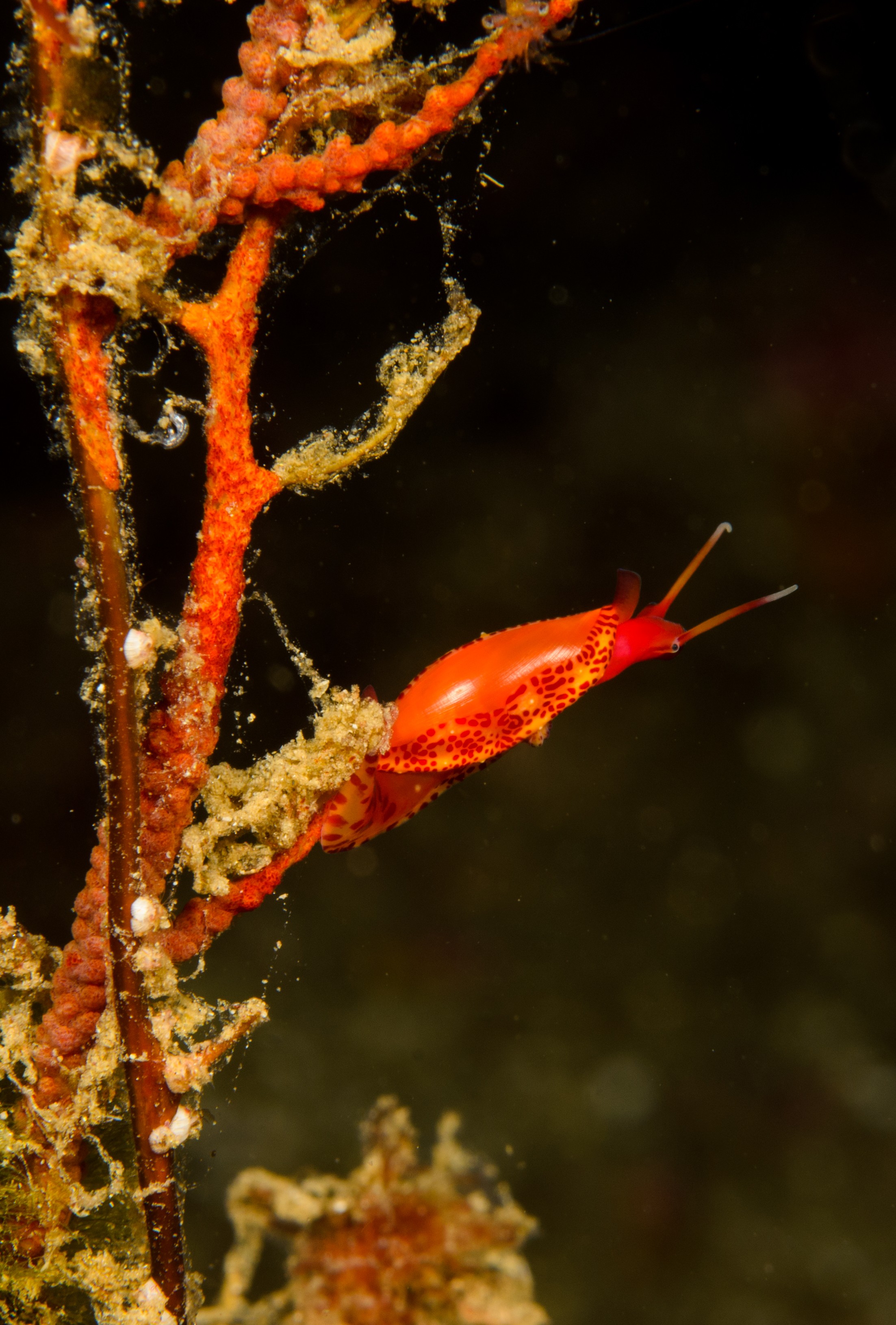 DSC_9370 – 2016, America, Channel, Crispin, Islands, September, Simnia, U.S.A., USA, aequalis, california, seacology, seacologynz.com