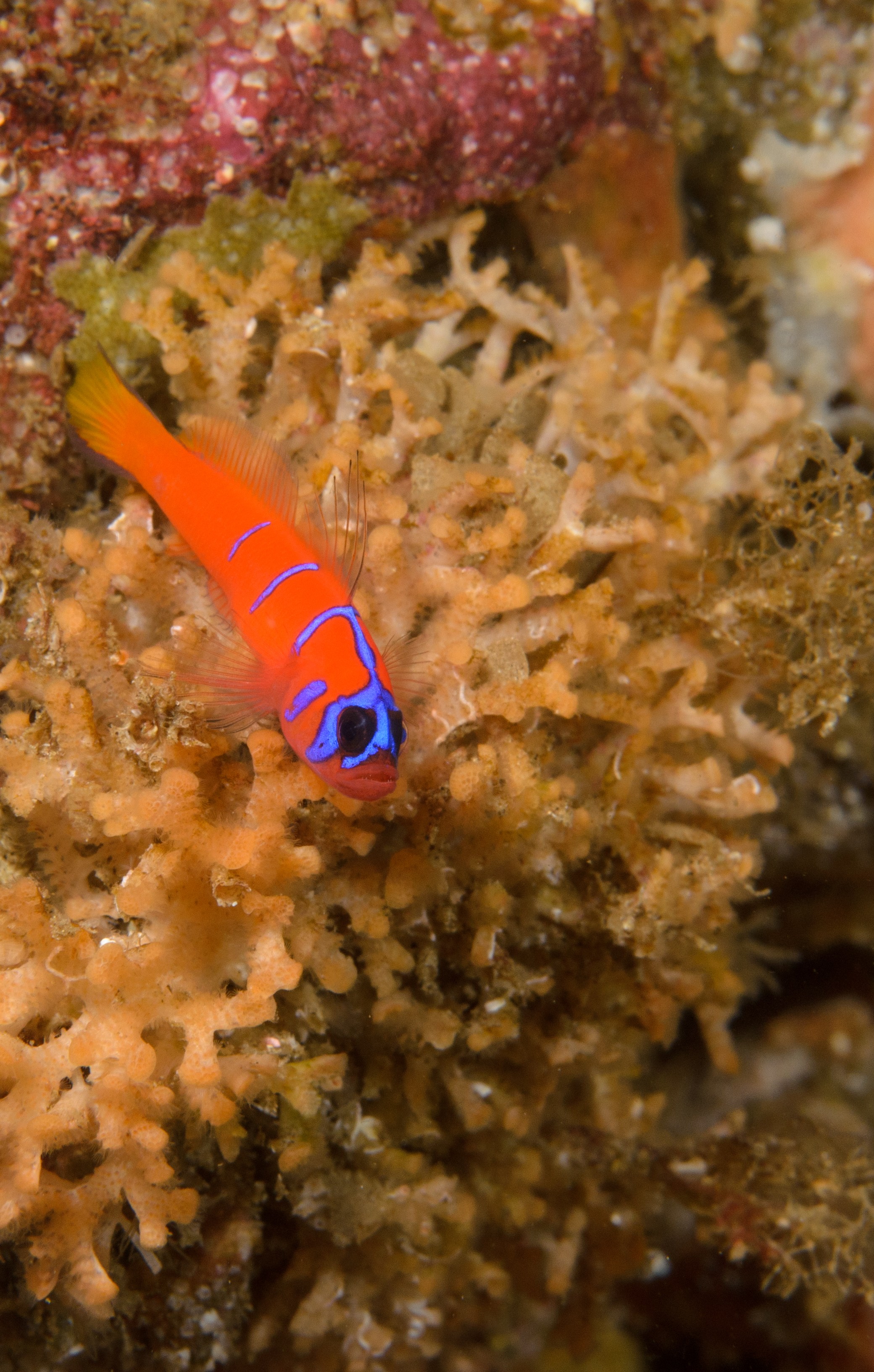 DSC_9386-2 – 2016, America, Channel, Crispin, Islands, Lythrypnus, September, U.S.A., USA, banded, blue, california, dalli, goby, seacology, seacologynz.com