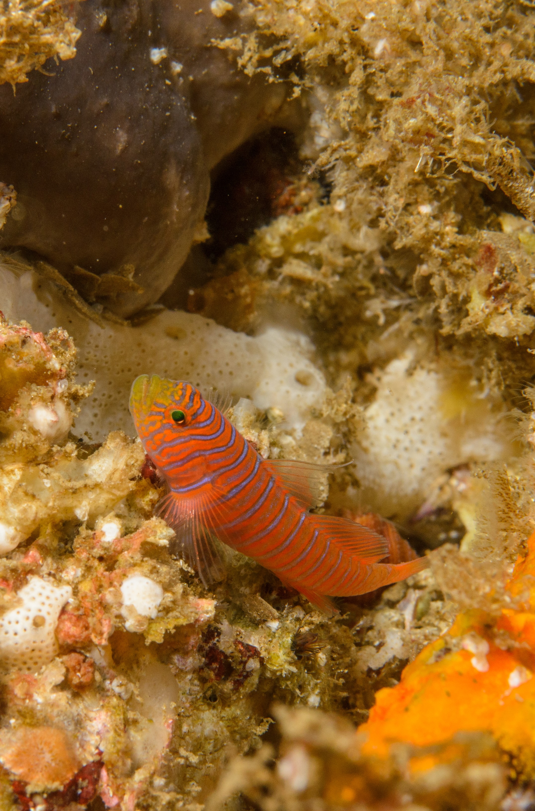 DSC_9391-2 – 2016, America, Channel, Crispin, Islands, Lythrypnus, September, U.S.A., USA, california, goby, seacology, seacologynz.com, zebra
