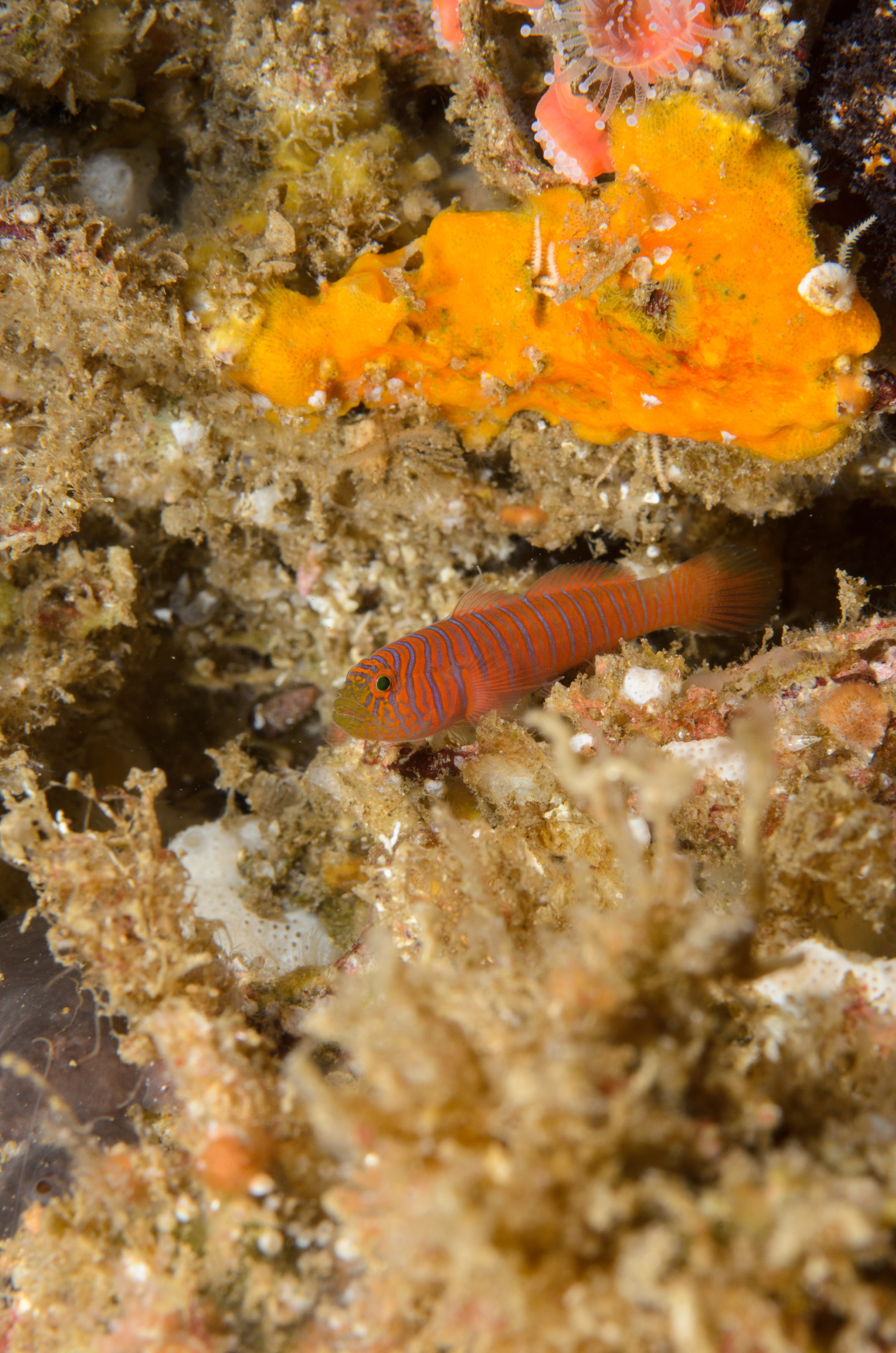 DSC_9411 – 2016, America, Channel, Crispin, Islands, Lythrypnus, September, U.S.A., USA, california, goby, seacology, seacologynz.com, zebra