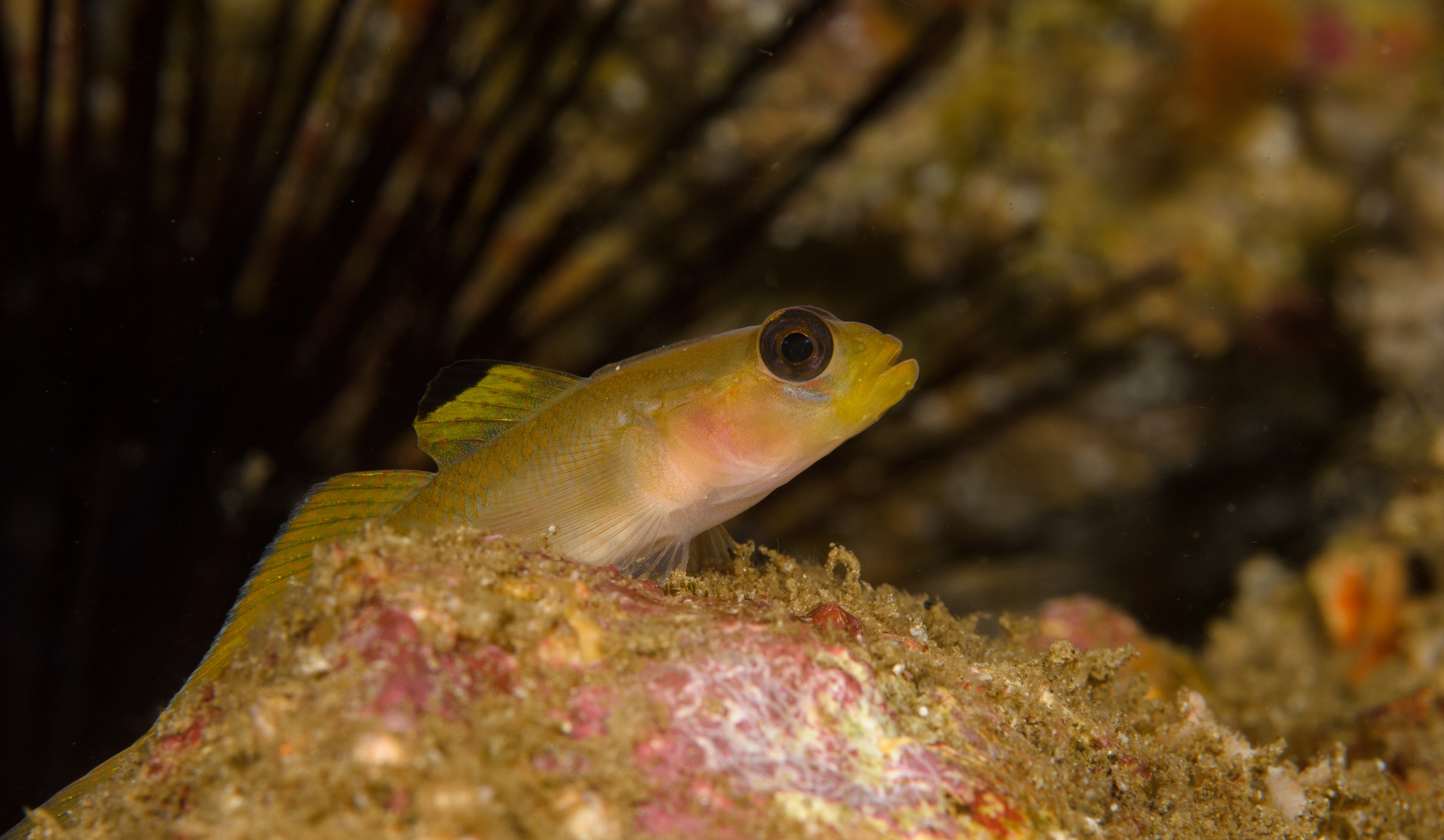 DSC_9444 – 2016, America, Channel, Crispin, Islands, Rhinogobiops, September, U.S.A., USA, black, california, eye, goby, nicholsii, seacology, seacologynz.com