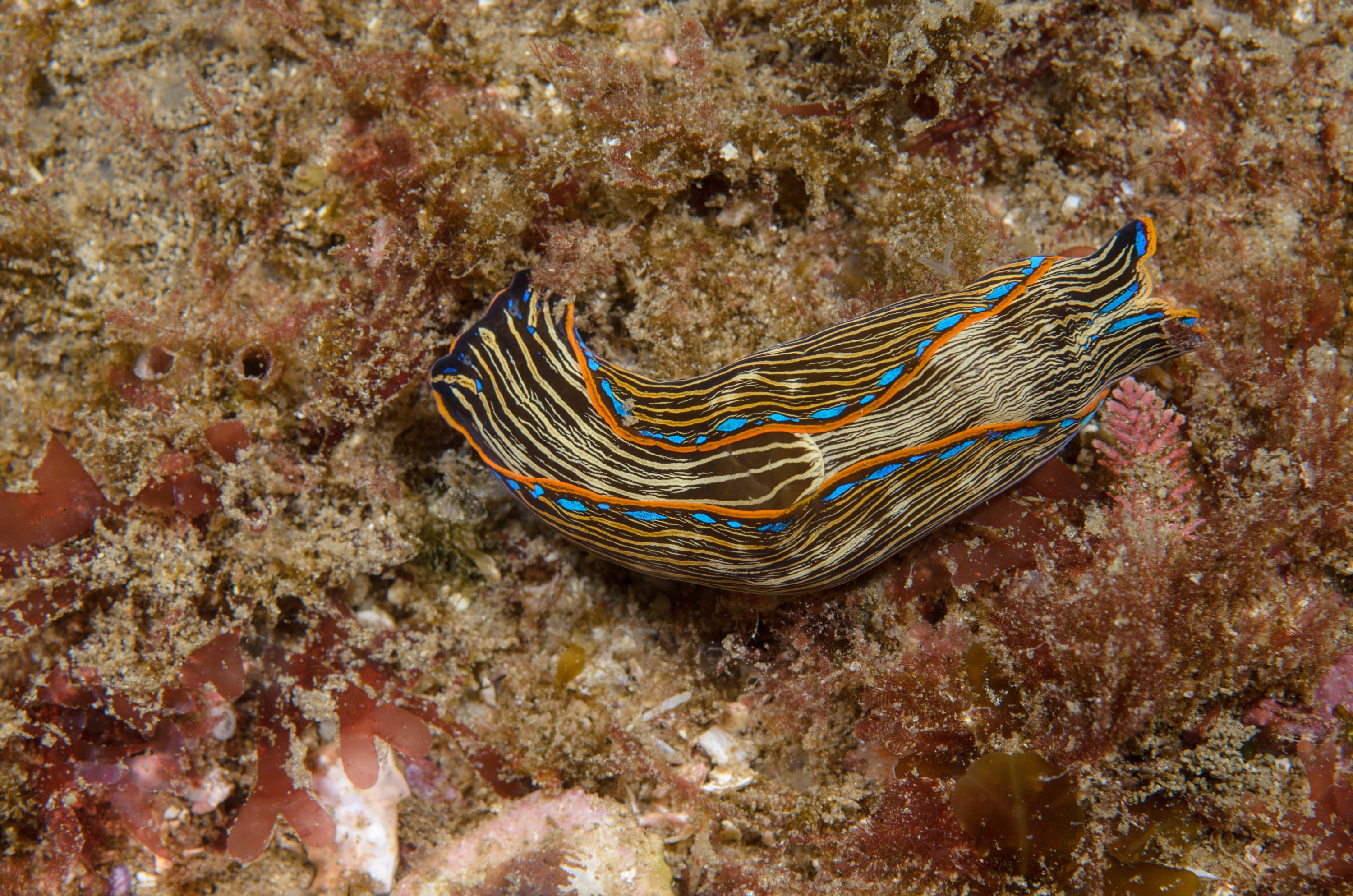 DSC_9462 – 2016, America, Channel, Crispin, Islands, Navanx, September, U.S.A., USA, california, inermis, nudibranch, sea, seacology, seacologynz.com, seaslug, slug