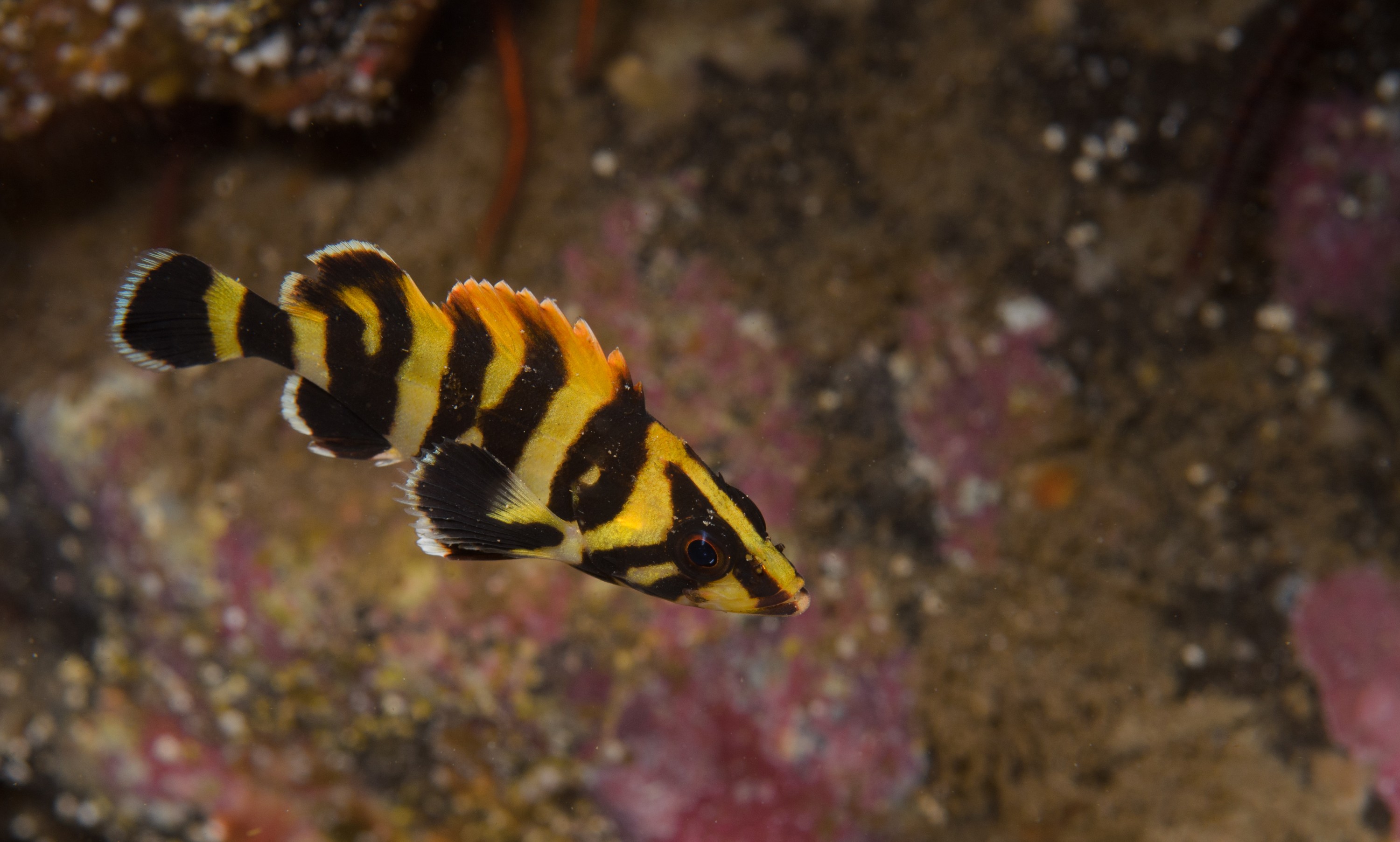 DSC_9480 – 2016, America, Channel, Crispin, Islands, Sebastes, September, U.S.A., USA, california, fish, seacology, seacologynz.com, serriceps, tree, treefish