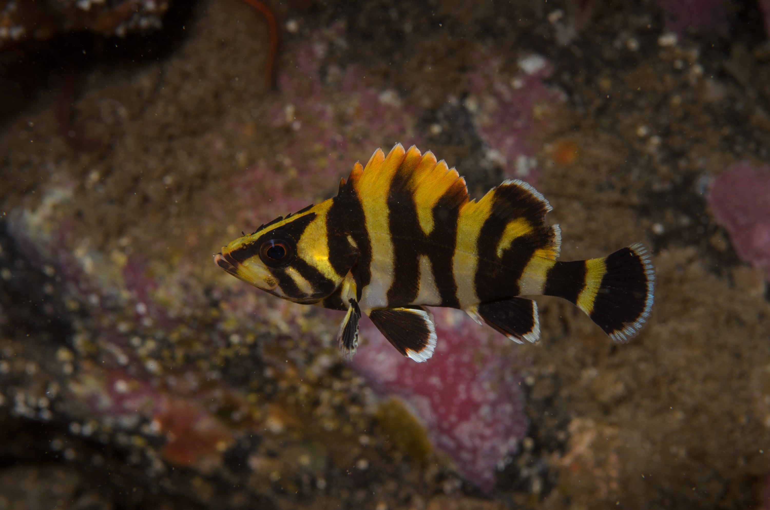 DSC_9484 – 2016, America, Channel, Crispin, Islands, Sebastes, September, U.S.A., USA, california, fish, seacology, seacologynz.com, serriceps, tree, treefish