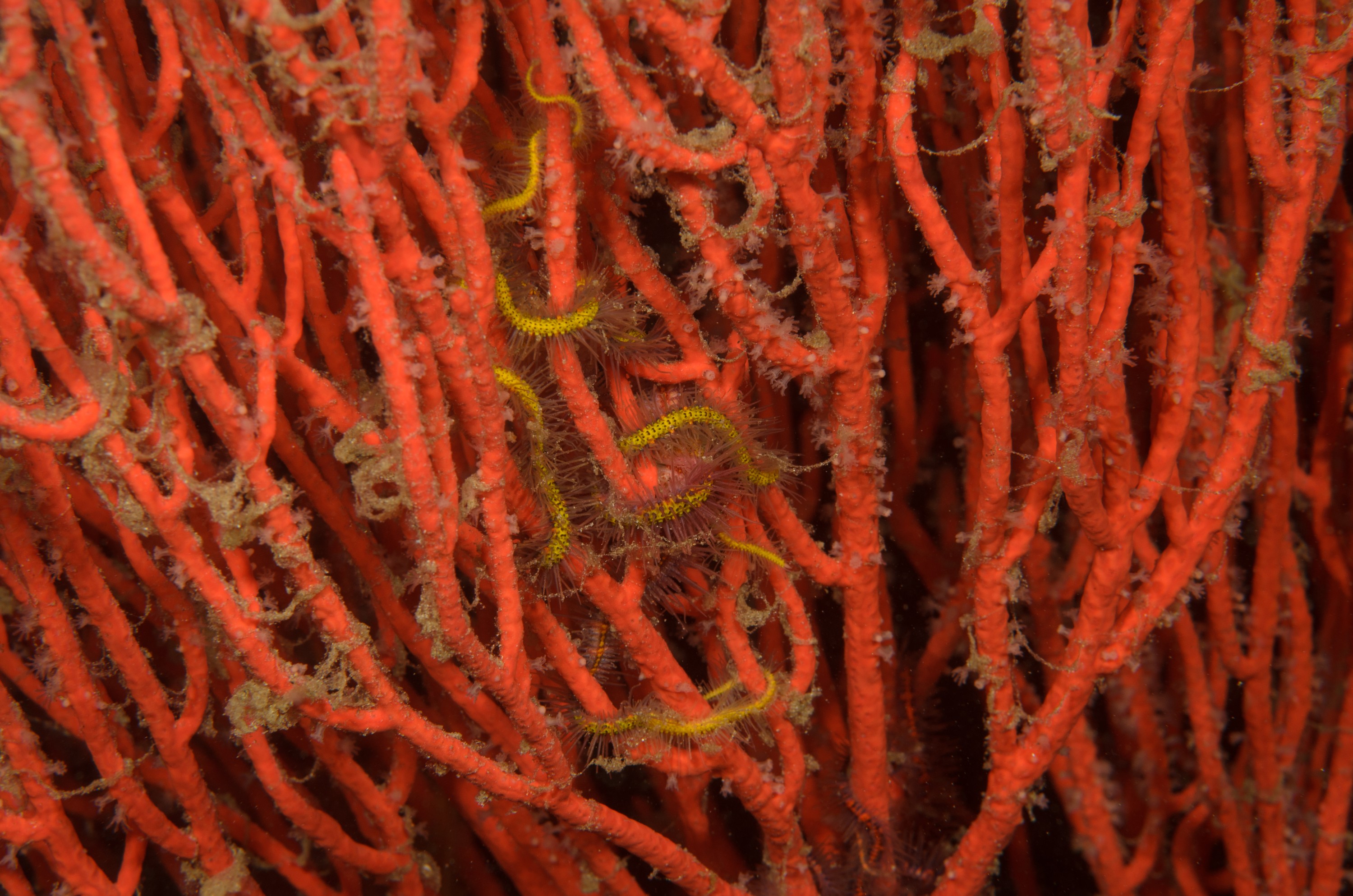 DSC_9499 – 2016, America, Channel, Crispin, Islands, September, U.S.A., USA, brittle, brittlestar, california, seacology, seacologynz.com, star, starfish