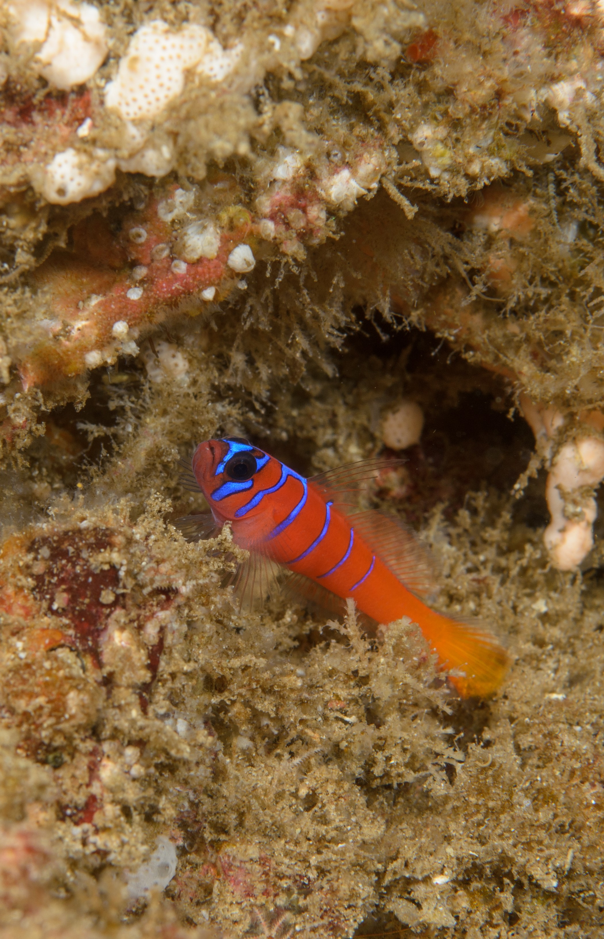DSC_9508 – 2016, America, Channel, Crispin, Islands, Lythrypnus, September, U.S.A., USA, banded, blue, california, dalli, goby, seacology, seacologynz.com
