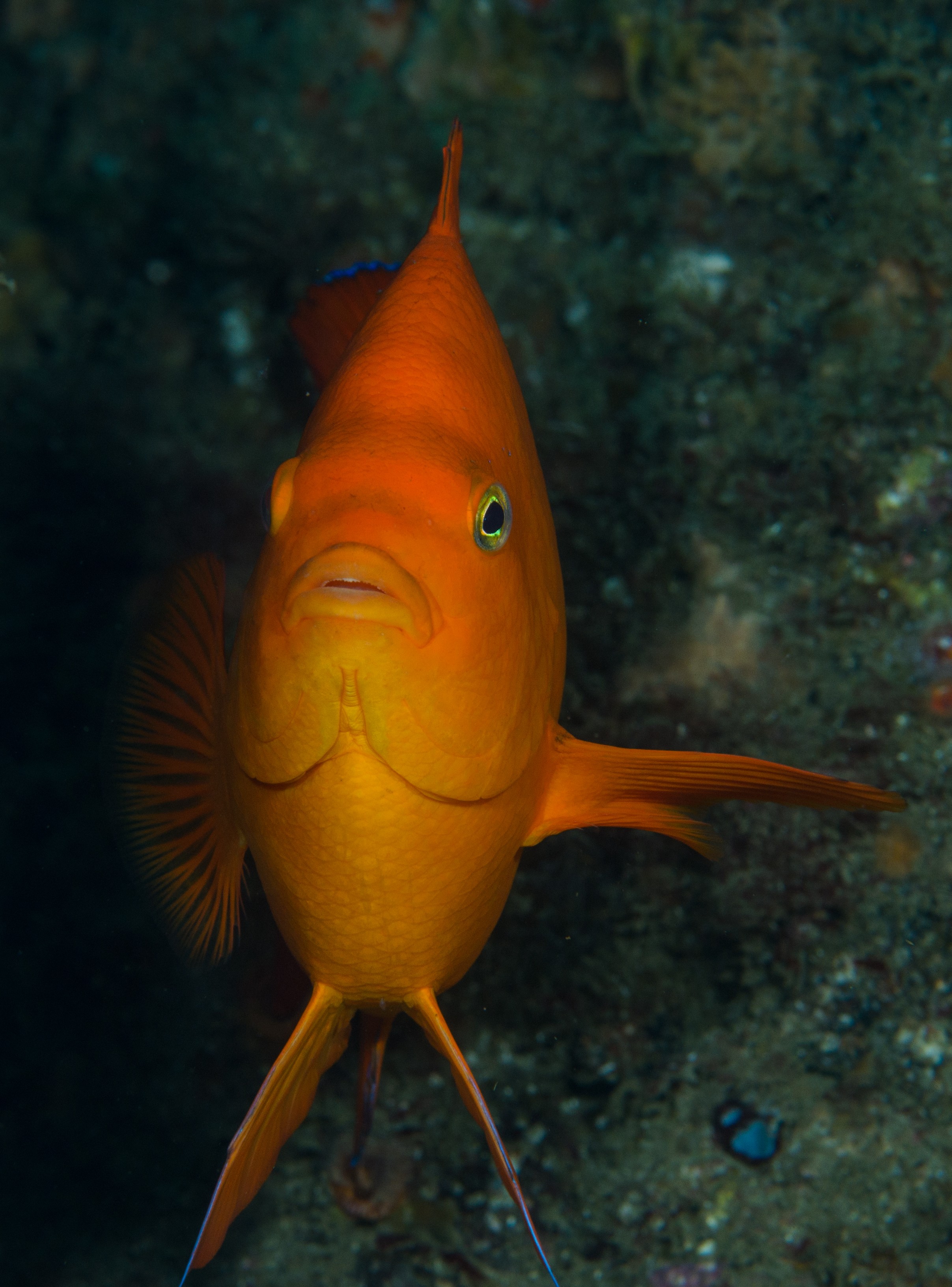 DSC_9520 – 2016, America, Channel, Crispin, Garibaldi, Hypsypops, Islands, Peace, September, U.S.A., USA, california, damselfish, rubicundus, seacology, seacologynz.com