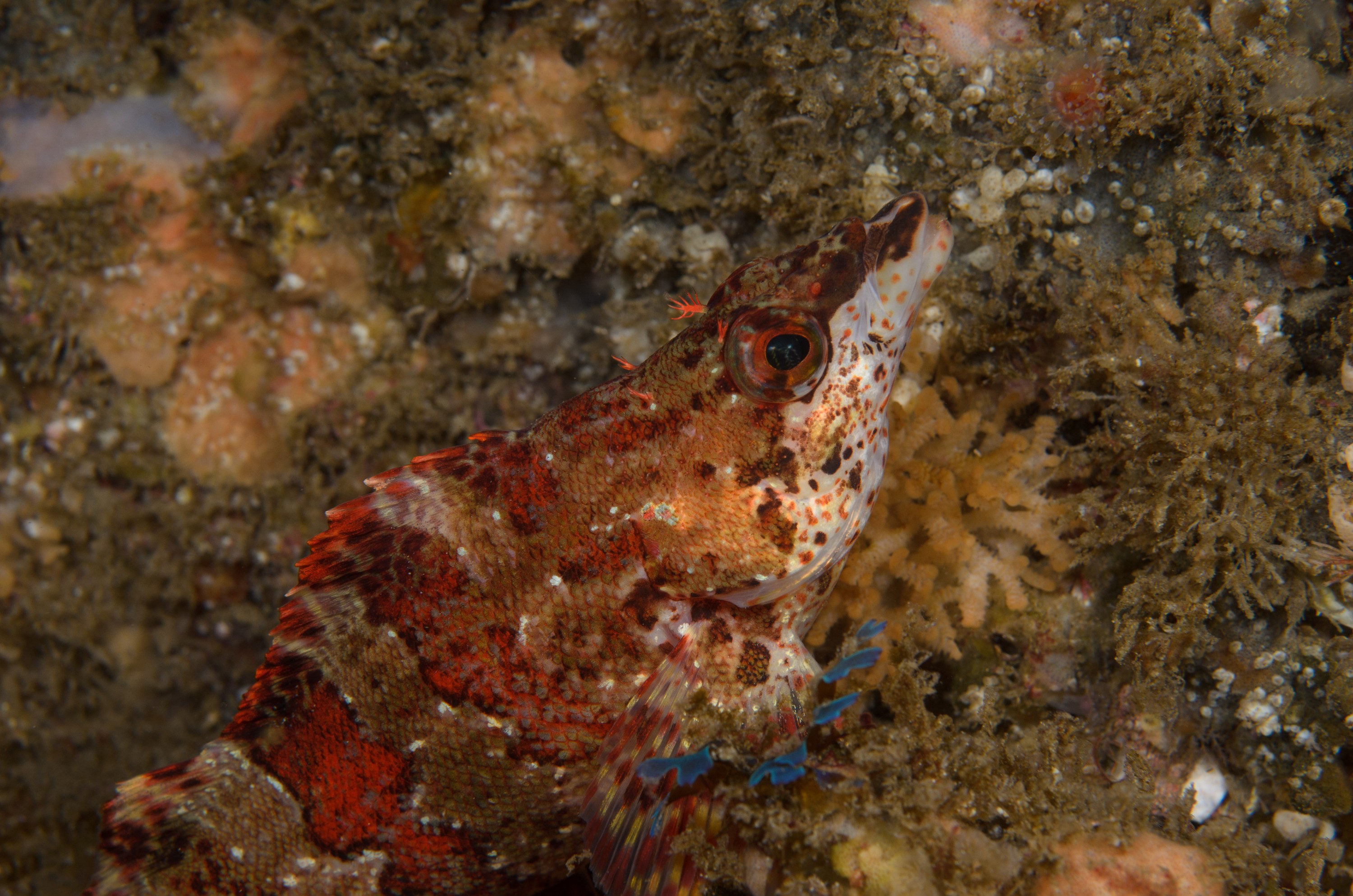 DSC_9533 – 2016, America, Channel, Crispin, Greenling, Islands, Oxylebius, Painted, September, U.S.A., USA, california, pictus, seacology, seacologynz.com