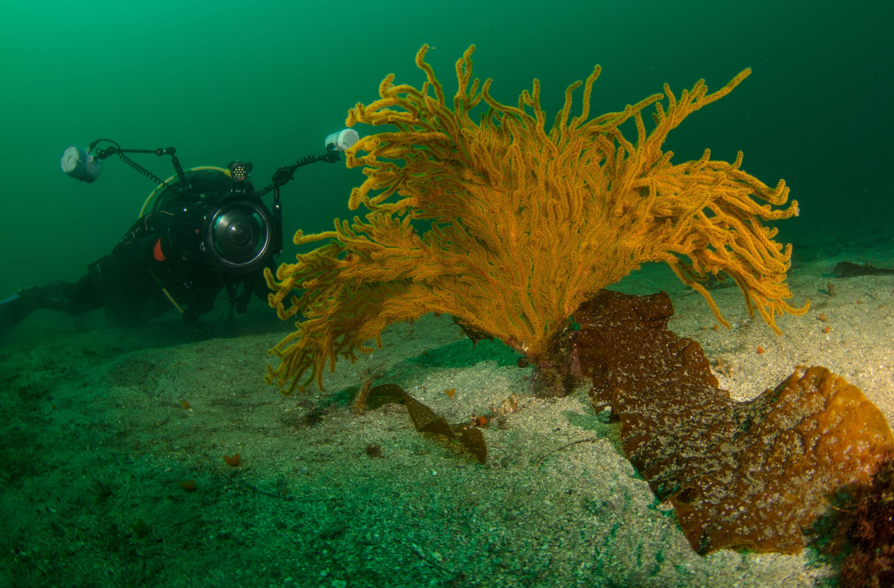 DSC_9563 – 2016, America, Channel, Crispin, Islands, September, U.S.A., USA, california, fan, gorgonion, seacology, seacologynz.com