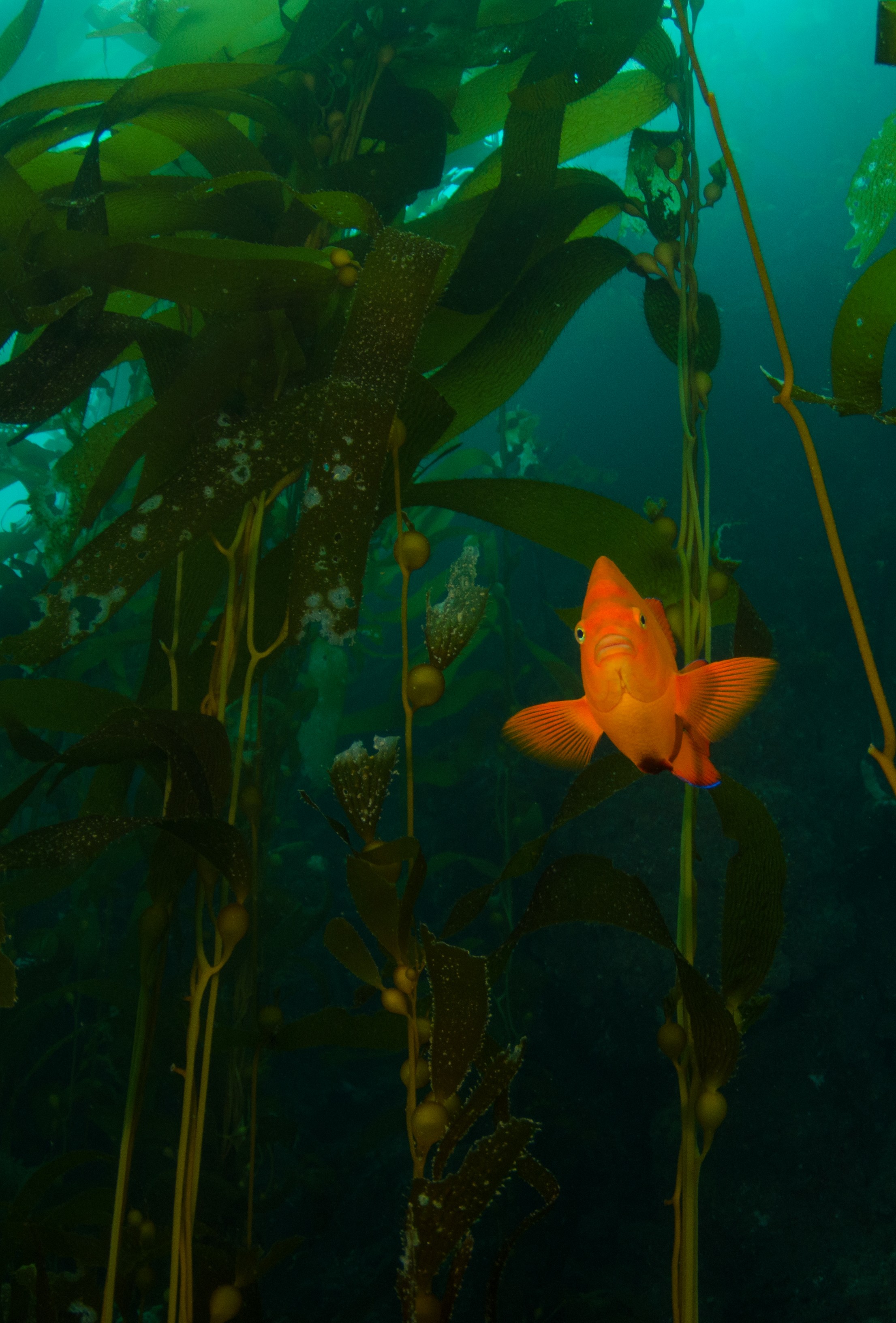 DSC_9618 – 2016, America, Channel, Crispin, Garibaldi, Hypsypops, Islands, Peace, September, U.S.A., USA, california, damselfish, forest, kelp, rubicundus, seacology, seacologynz.com