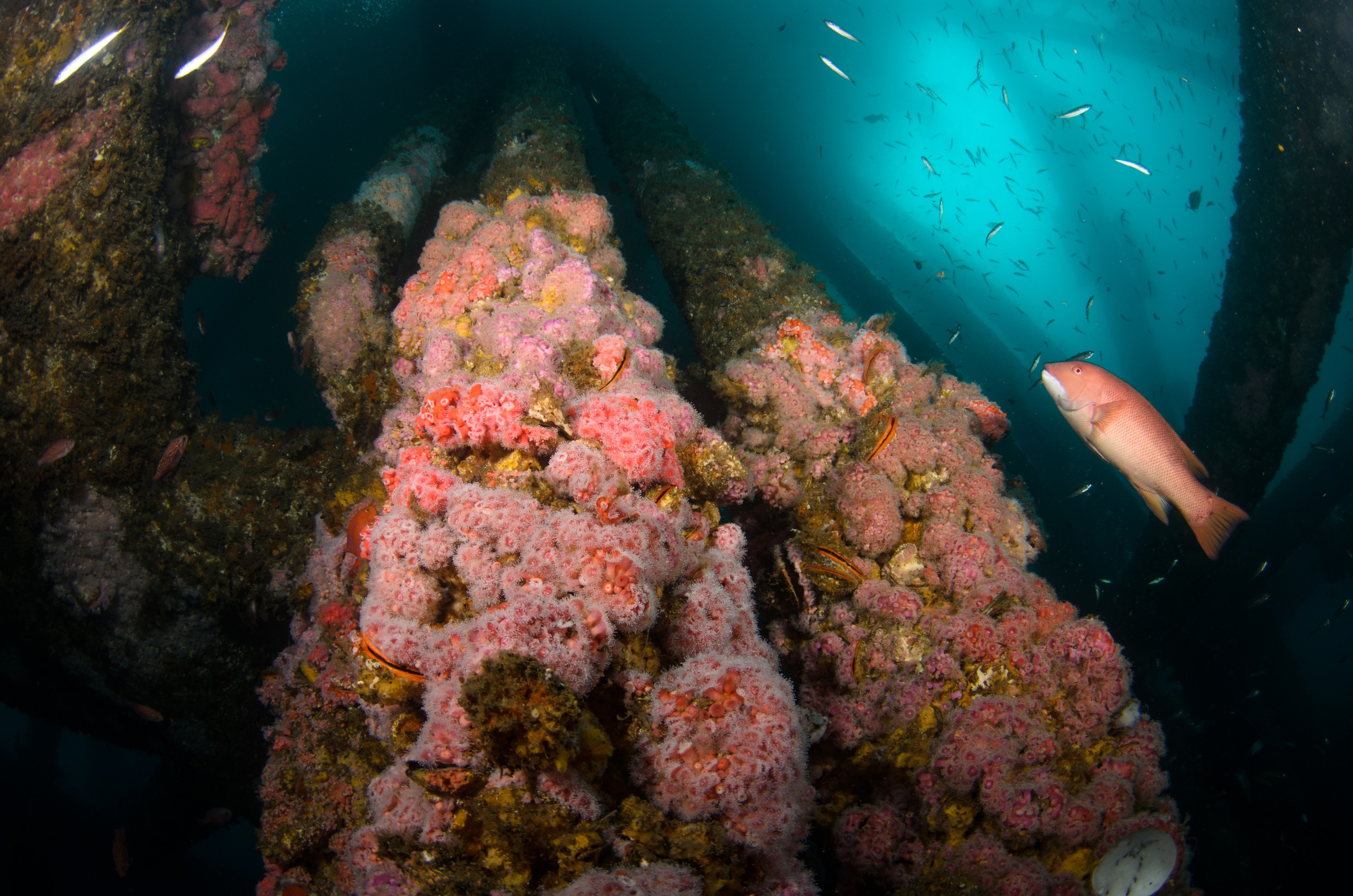 DSC_9791 – 2016, America, Crispin, Semicossyphus, September, U.S.A., USA, california, ellen, elly, head, oil, pulcher, rig, seacology, seacologynz.com, sheep, sheephead, wrasse
