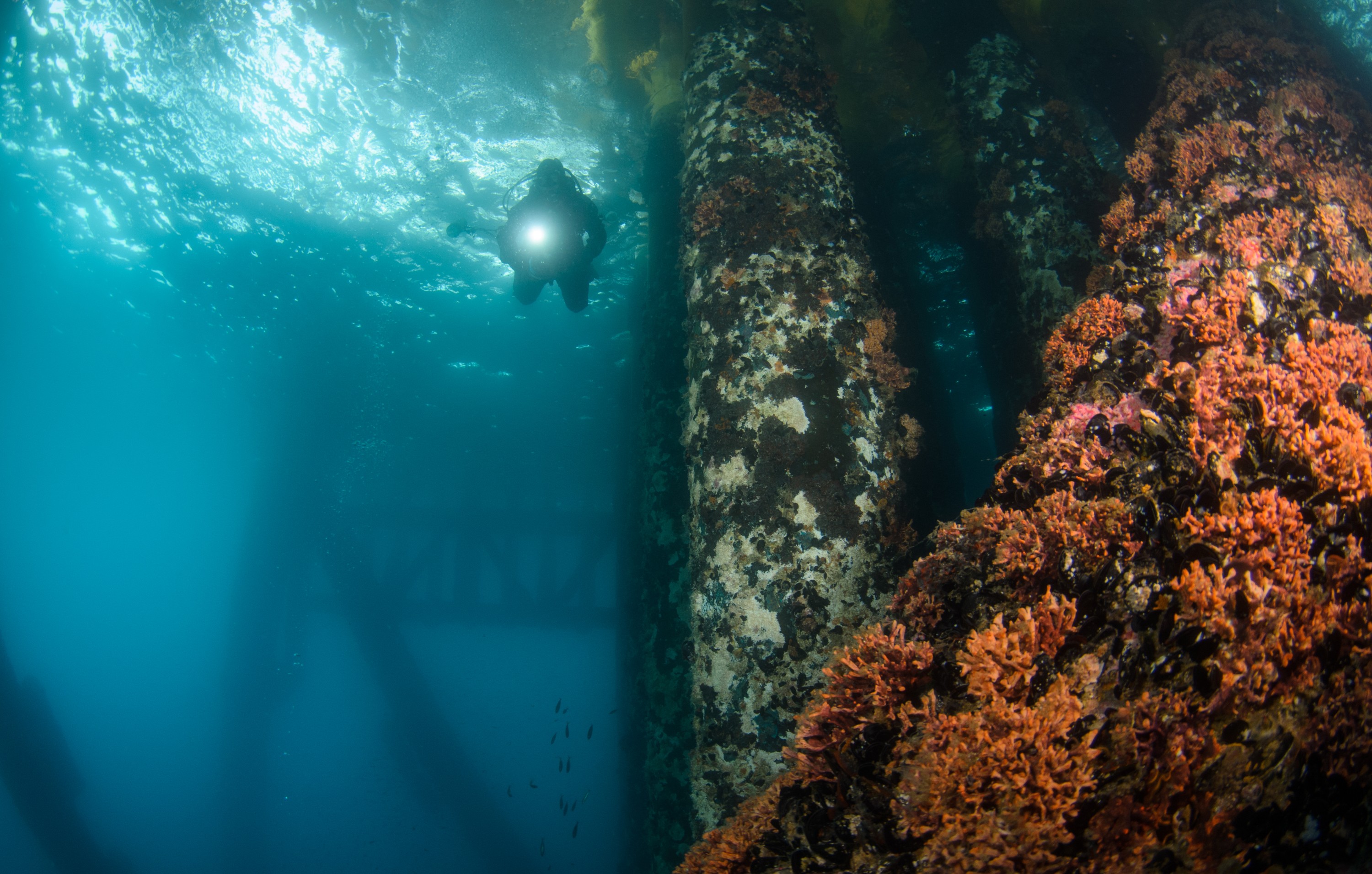 DSC_9925 – 2016, America, Crispin, September, U.S.A., USA, california, ellen, elly, oil, rig, seacology, seacologynz.com