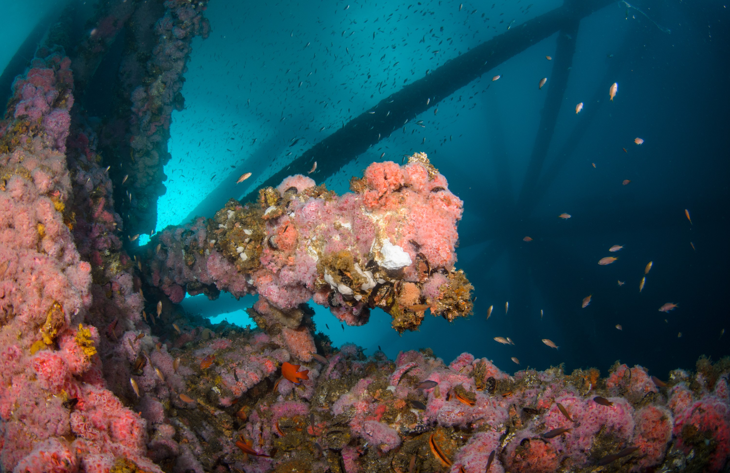DSC_9938 – 2016, America, Crispin, September, U.S.A., USA, california, ellen, elly, oil, rig, seacology, seacologynz.com