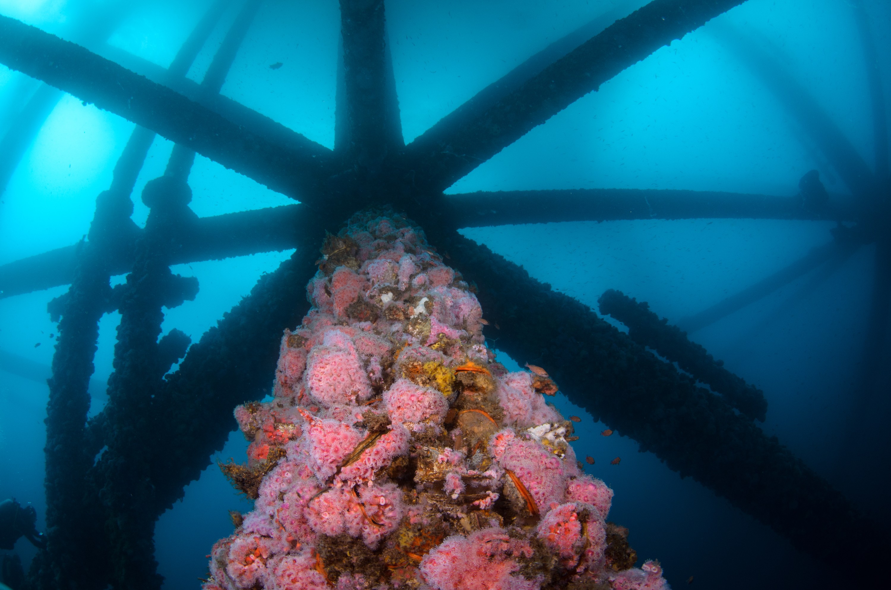 DSC_9940 – 2016, America, Crispin, September, U.S.A., USA, california, ellen, elly, oil, rig, seacology, seacologynz.com