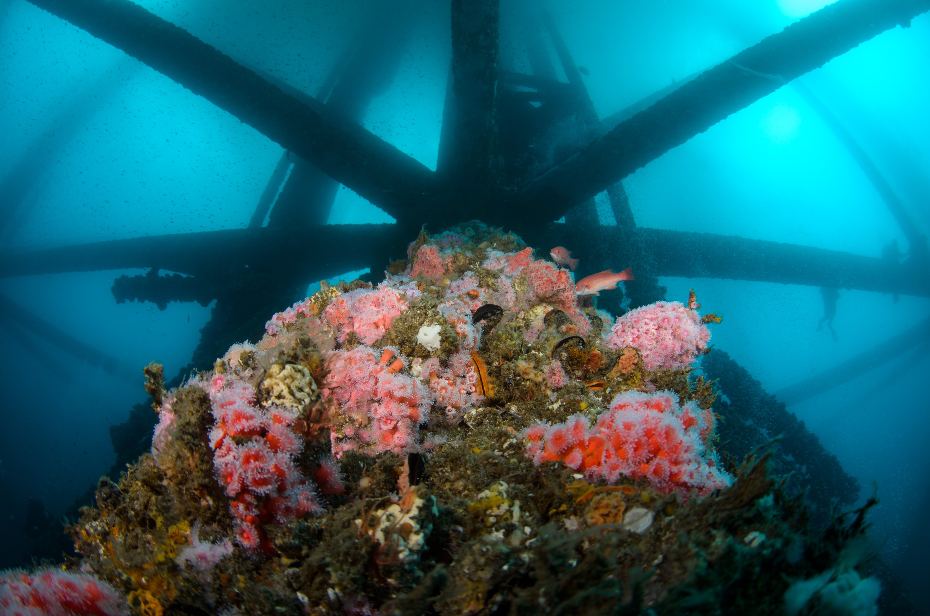 DSC_9961 – 2016, America, Crispin, September, U.S.A., USA, california, ellen, elly, oil, rig, seacology, seacologynz.com