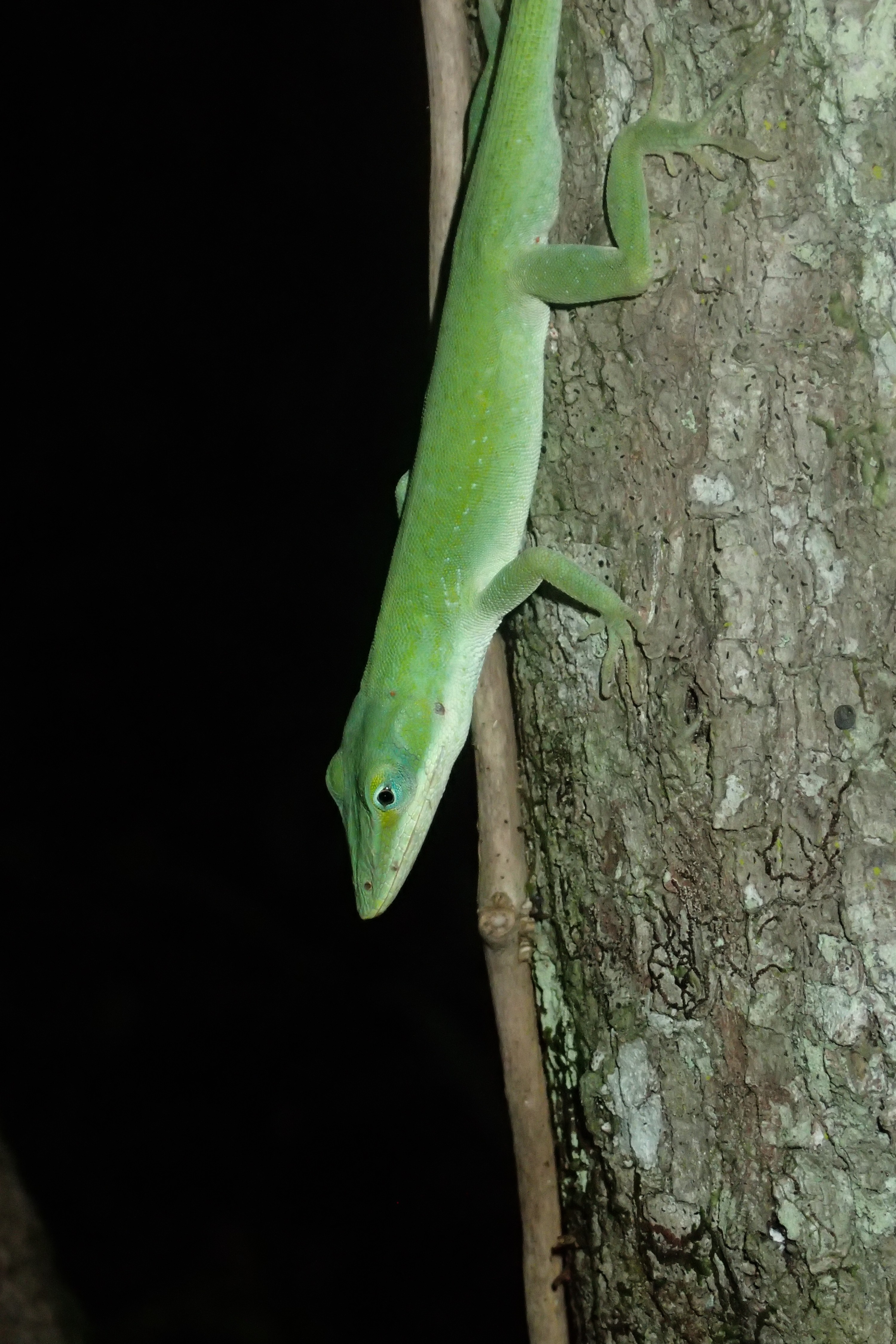PA071028 – Lizard, Ginny Springs, Crispin, USA, Florida,