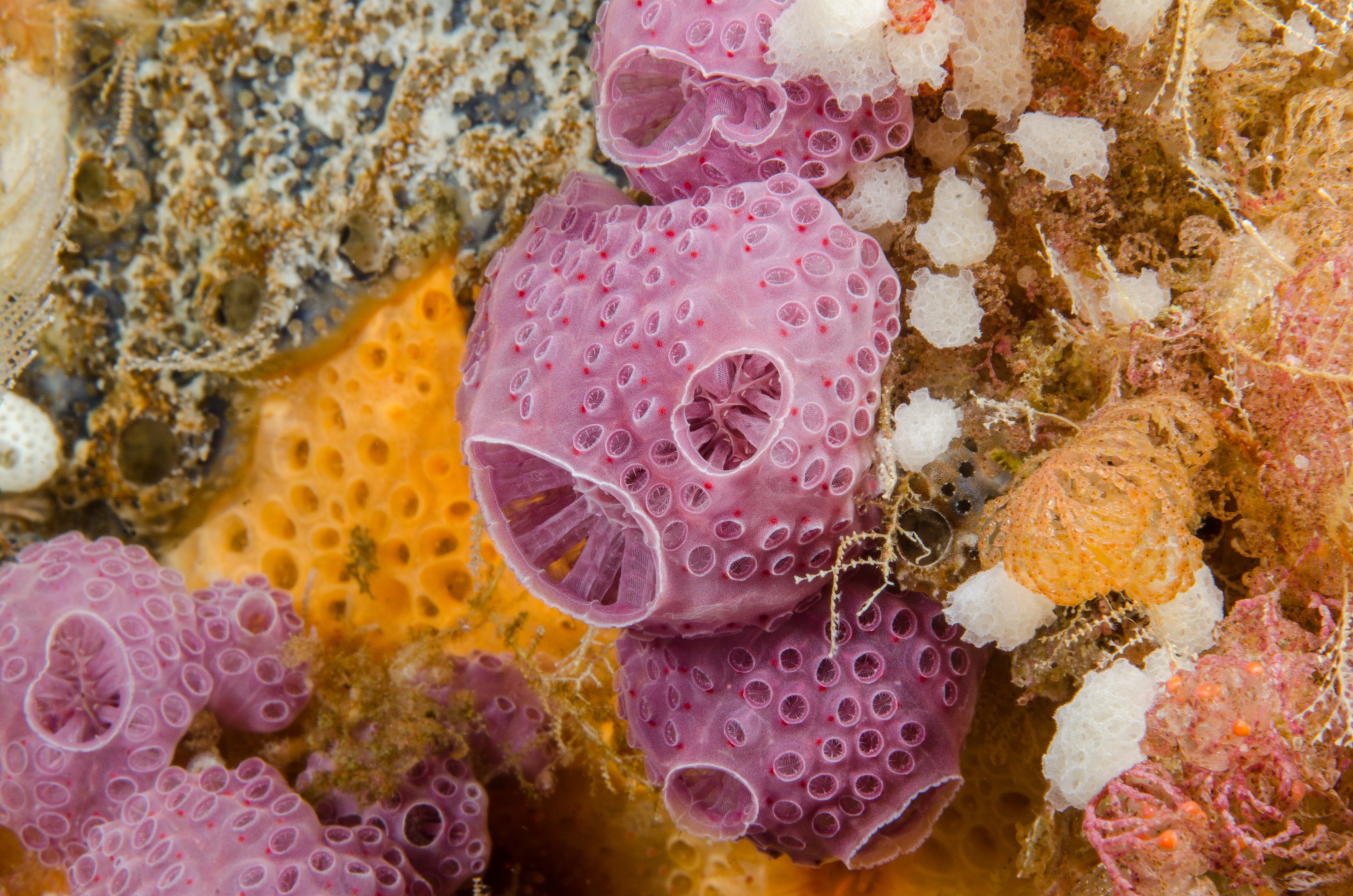 DSC_0213 – new, zealand, new zealand, nz, crispin, Compound, Ascidian, Hypsistozoa, fasmeriana, purple, squirt, sea, filter