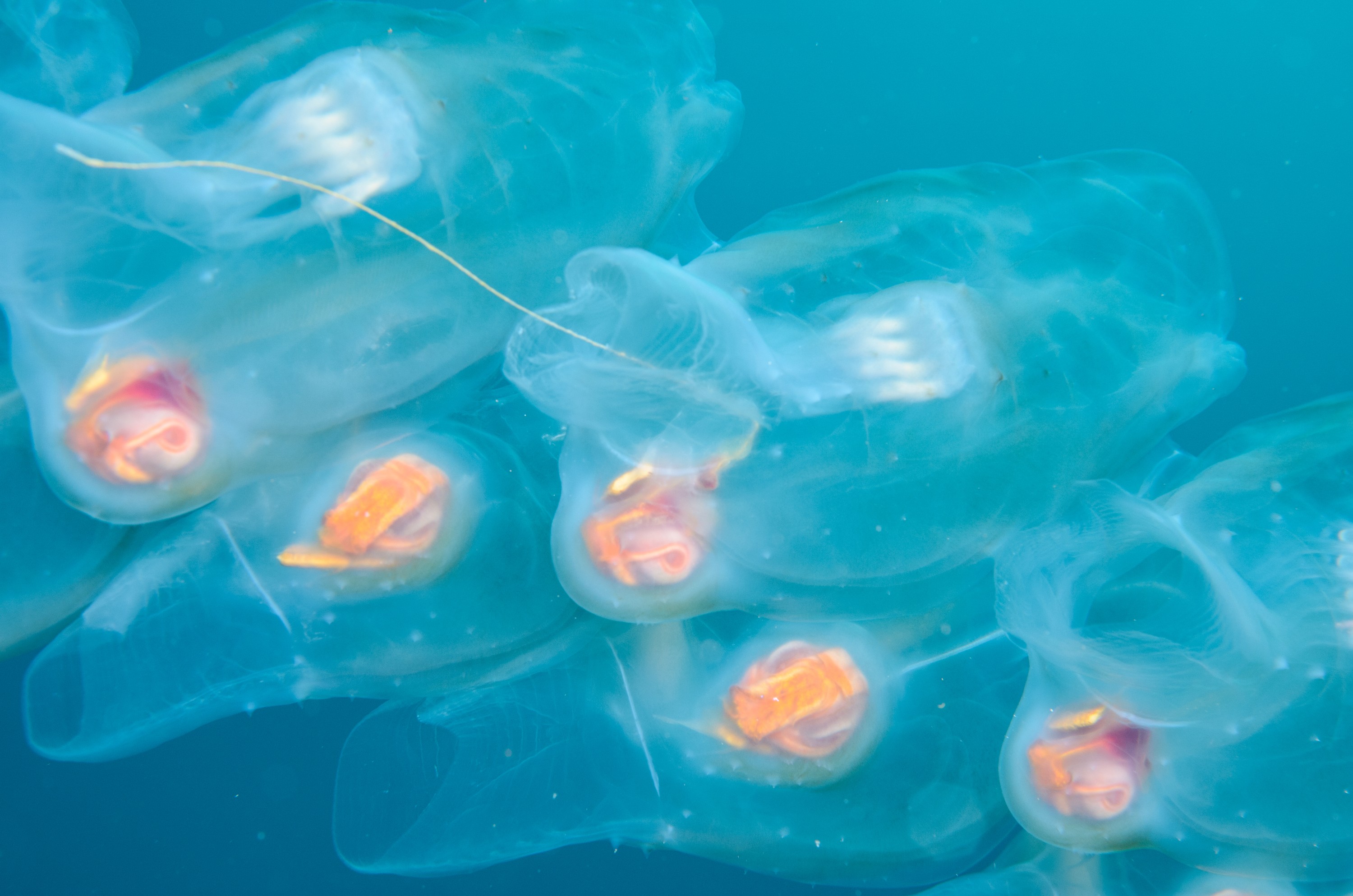 DSC_1152 – 2016, Kermadec, NIWA, New, October 16, RV, Salp, Zealand, chain, crispin, expedition, kermadecs, marine, nz, ocean, reserve, sanctuary, seacology, seacologynz, tangaroa