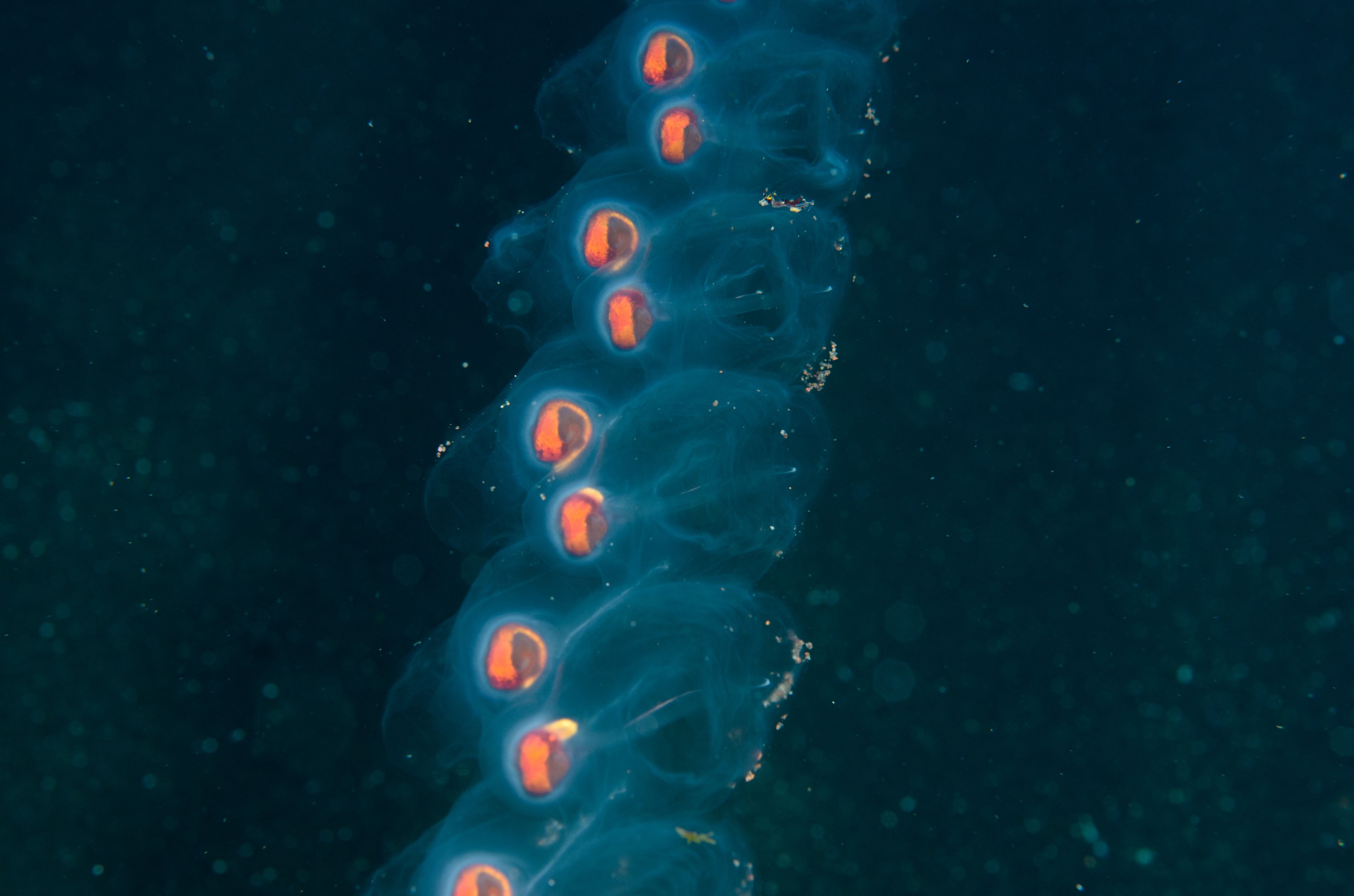 DSC_1154 – 2016, Kermadec, NIWA, New, October 16, RV, Salp, Zealand, chain, crispin, expedition, kermadecs, marine, nz, ocean, reserve, sanctuary, seacology, seacologynz, tangaroa