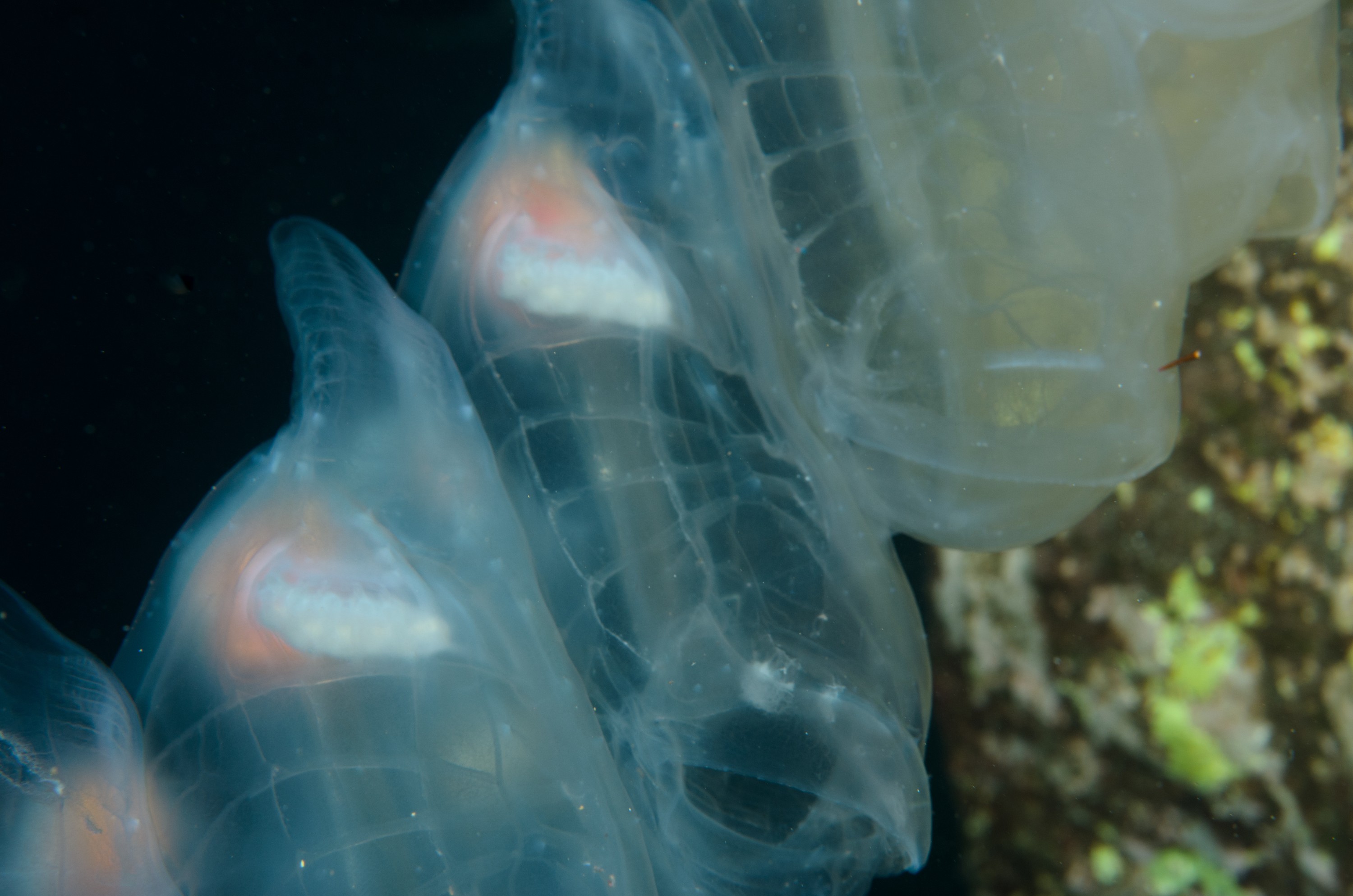DSC_1178 – 2016, Island, Kermadec, Macauley, NIWA, New, October 16, RV, Salp, Zealand, chain, crispin, expedition, kermadecs, marine, nz, ocean, reserve, sanctuary, seacology, seacologynz, tangaroa