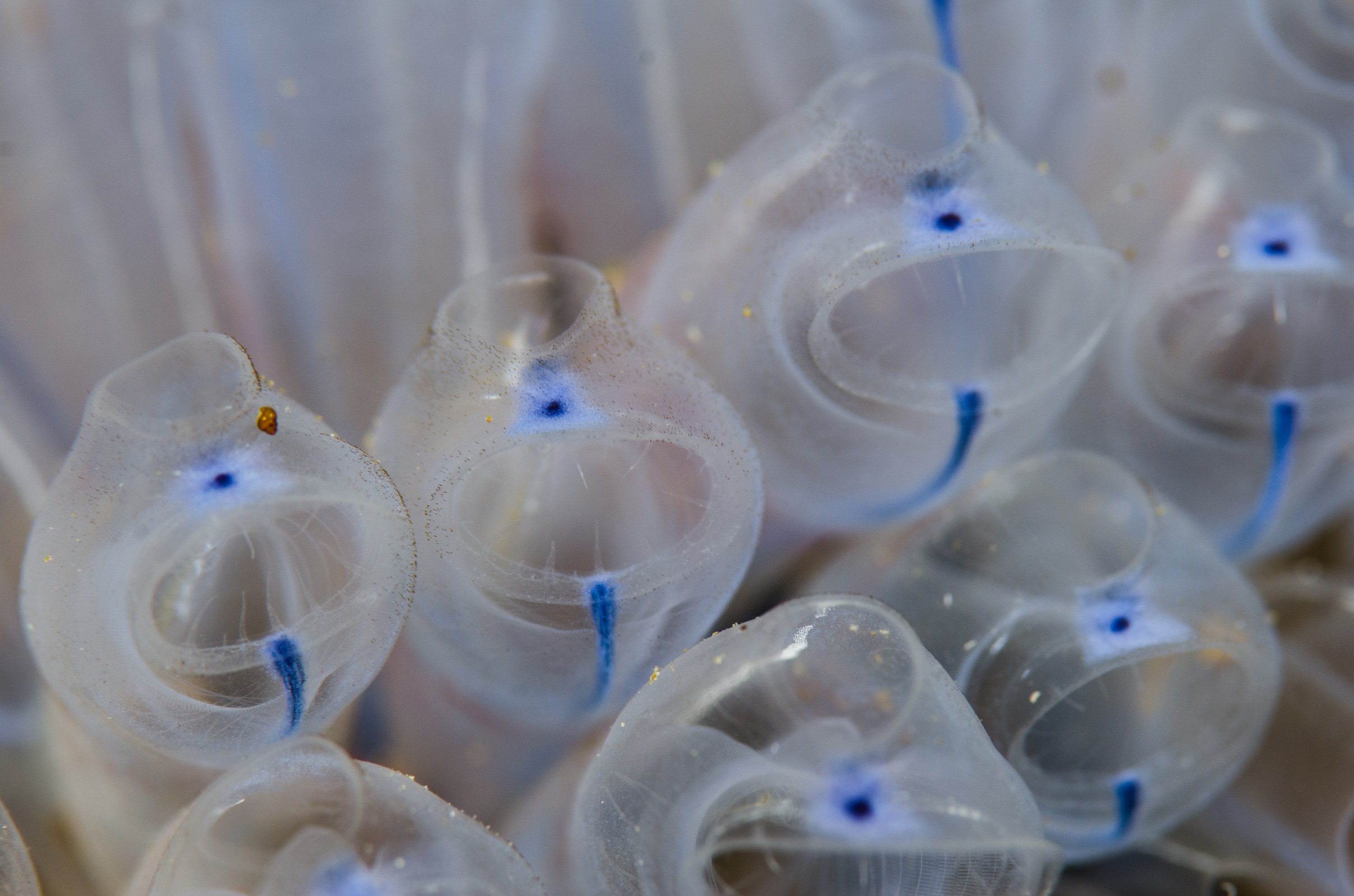 DSC_7290 – Underwater, Blue, bell, tunicates, Pycnoclavellina, bluebell, ascidian, poor, knights, marine, reserve, Crispin, marine, new zealand, zealand, new, nz,