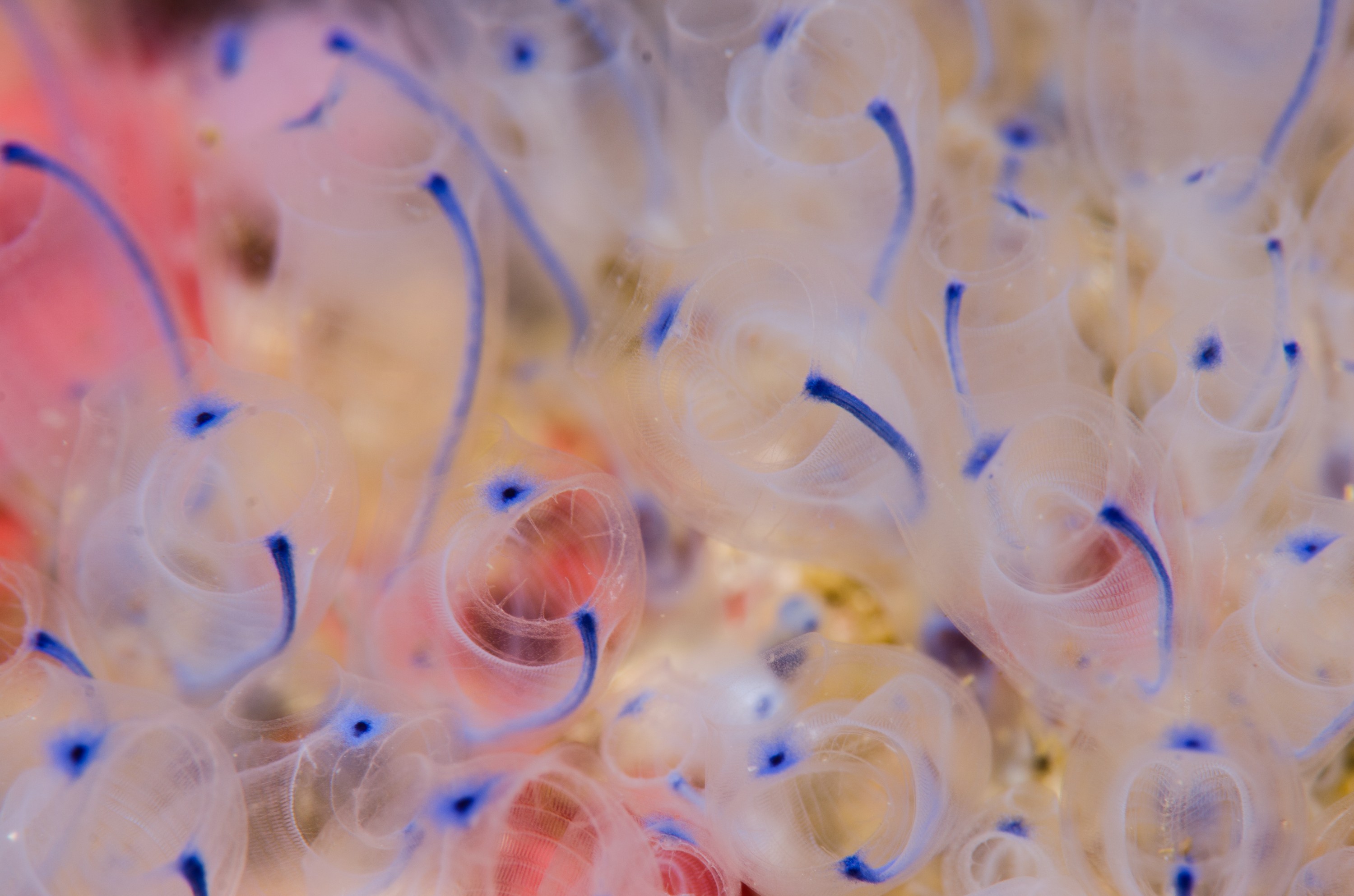 DSC_9108 – Underwater, Blue, bell, tunicates, Pycnoclavellina, bluebell, ascidian, poor, knights, marine, reserve, Crispin, marine, new zealand, zealand, new, nz,