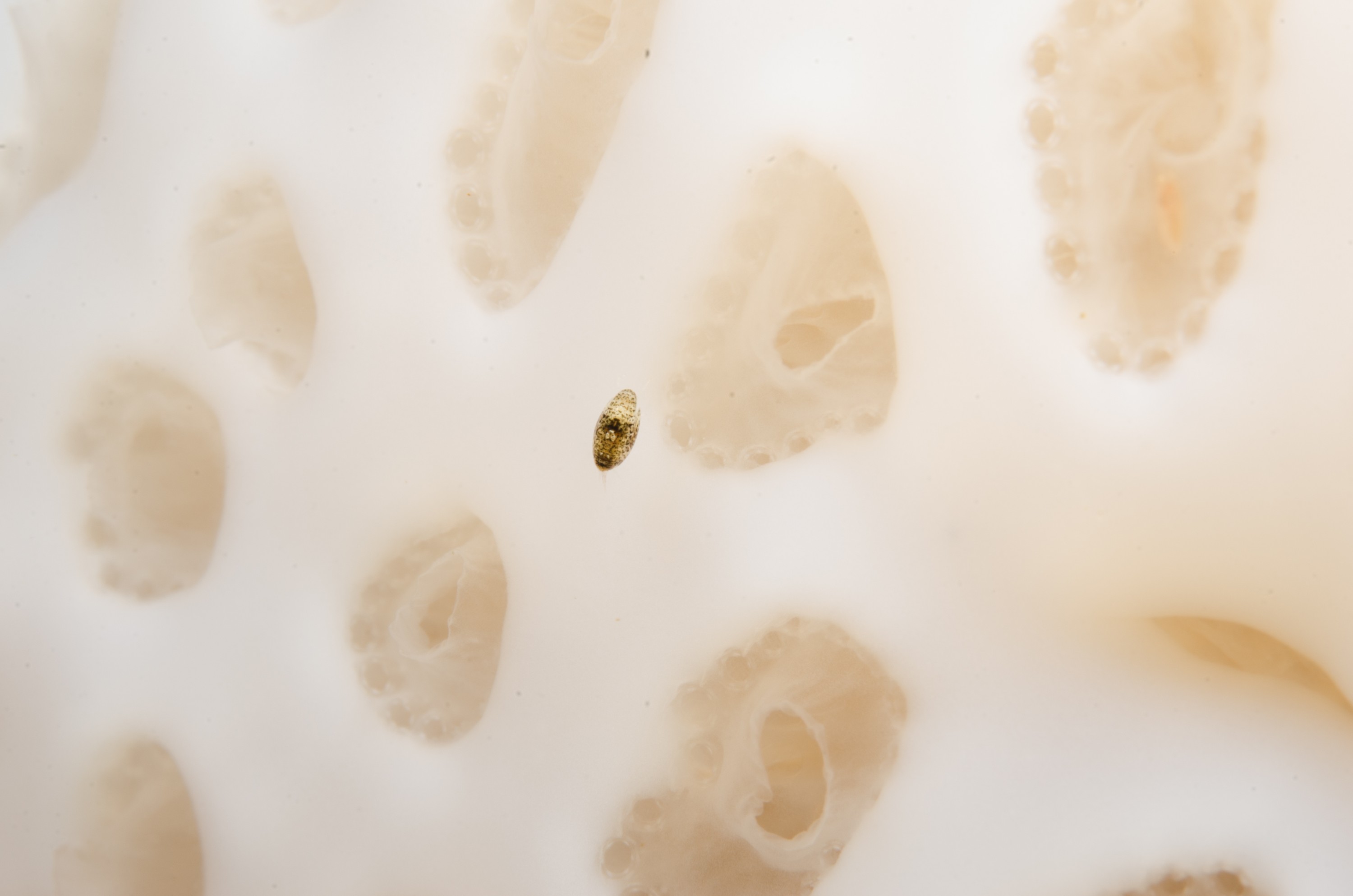 DSC_9473 – Poor, aplidium, crispin, isopod, knights, marine, new, northland, nz, reserve, zealand, JAN17