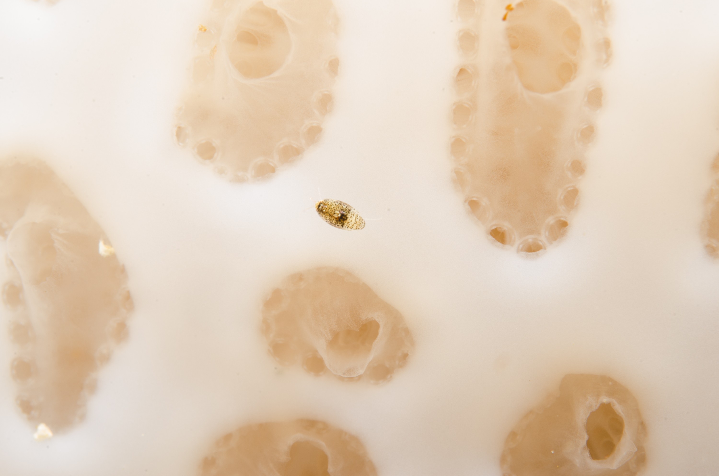 DSC_9474 – Poor, aplidium, crispin, isopod, knights, marine, new, northland, nz, reserve, zealand, JAN17
