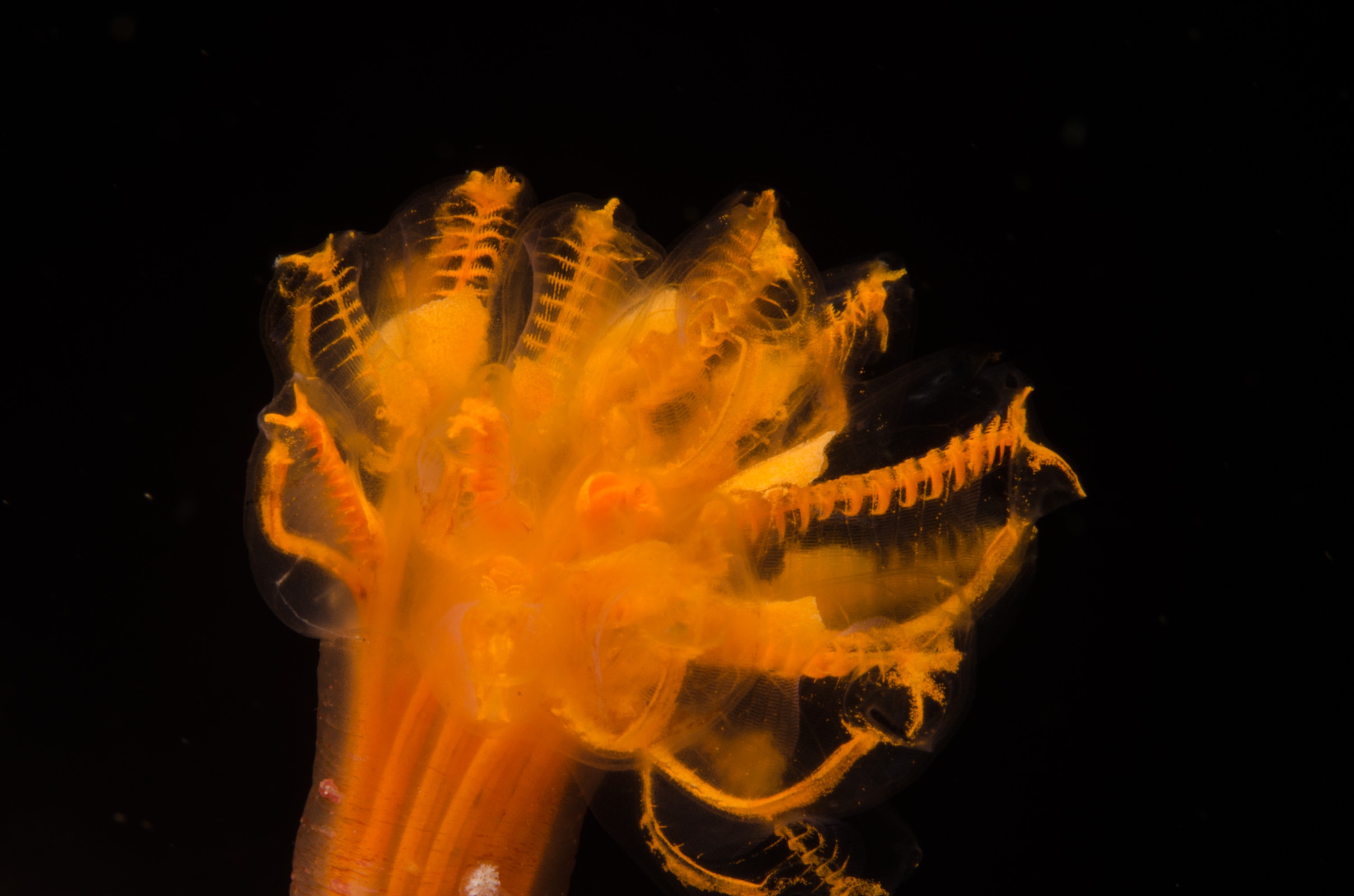 DSC_9483 – Ascidian, Poor, crispin, knights, marine, new, northland, nz, reserve, unknown, zealand, JAN17