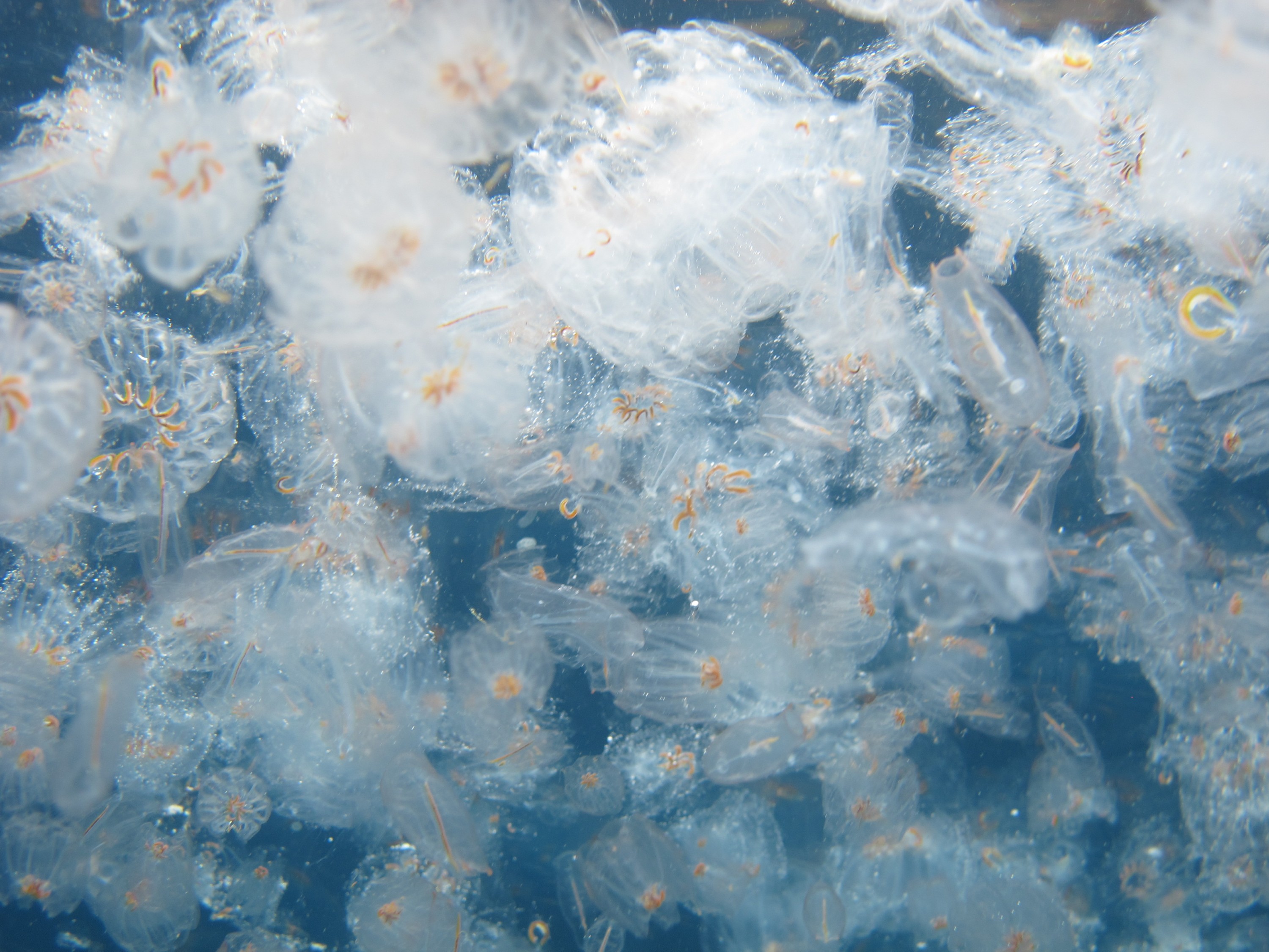 IMG_0945 – crispin, nz, new, zealand, new zealand, aug16_cm, Salp, Poor, Knights, Marine, Reserve,