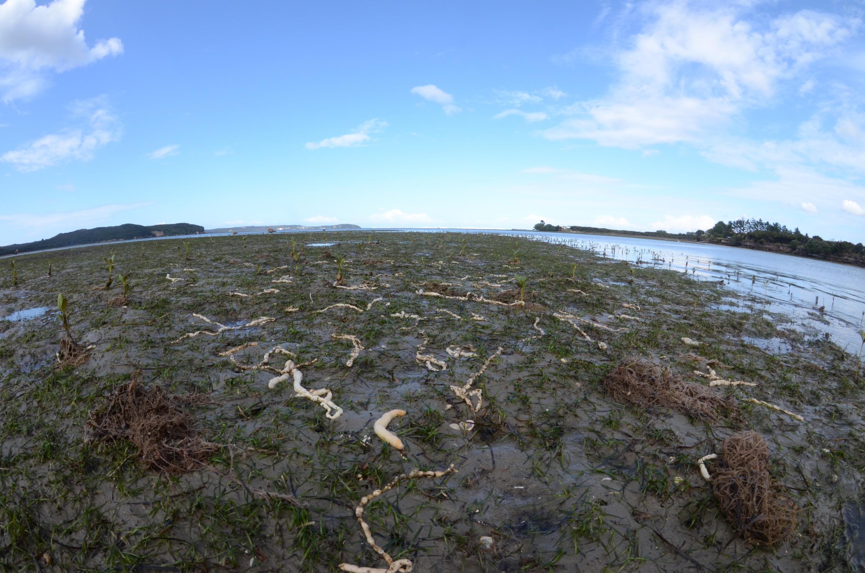 Tunicates